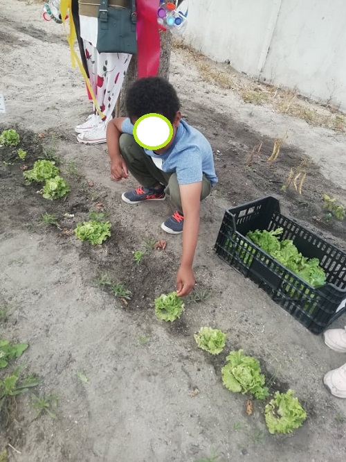 A recolha dos nossos produtos hortícolas - alfaces