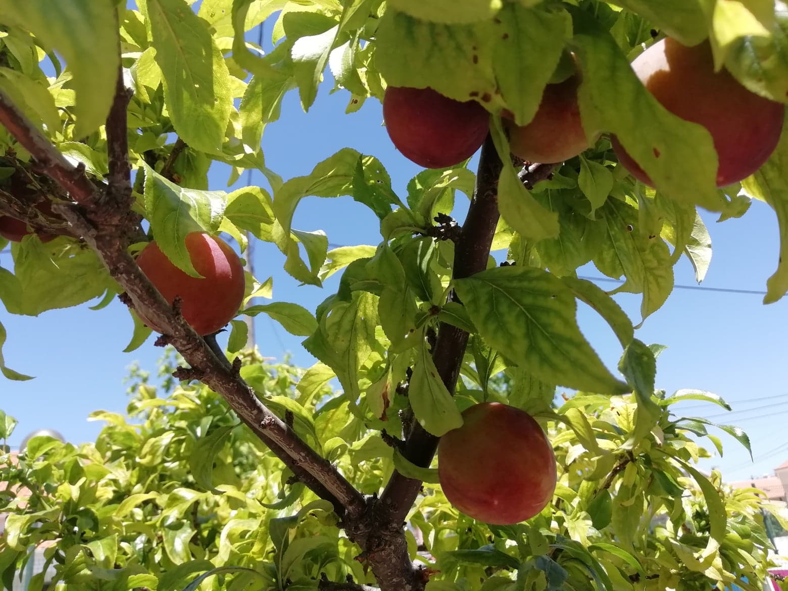 A nossa ameixeira já deu frutos