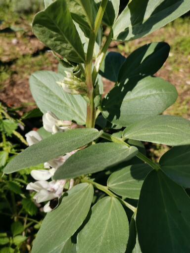 Favas em flor.
