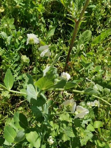 Ervilhas em flor