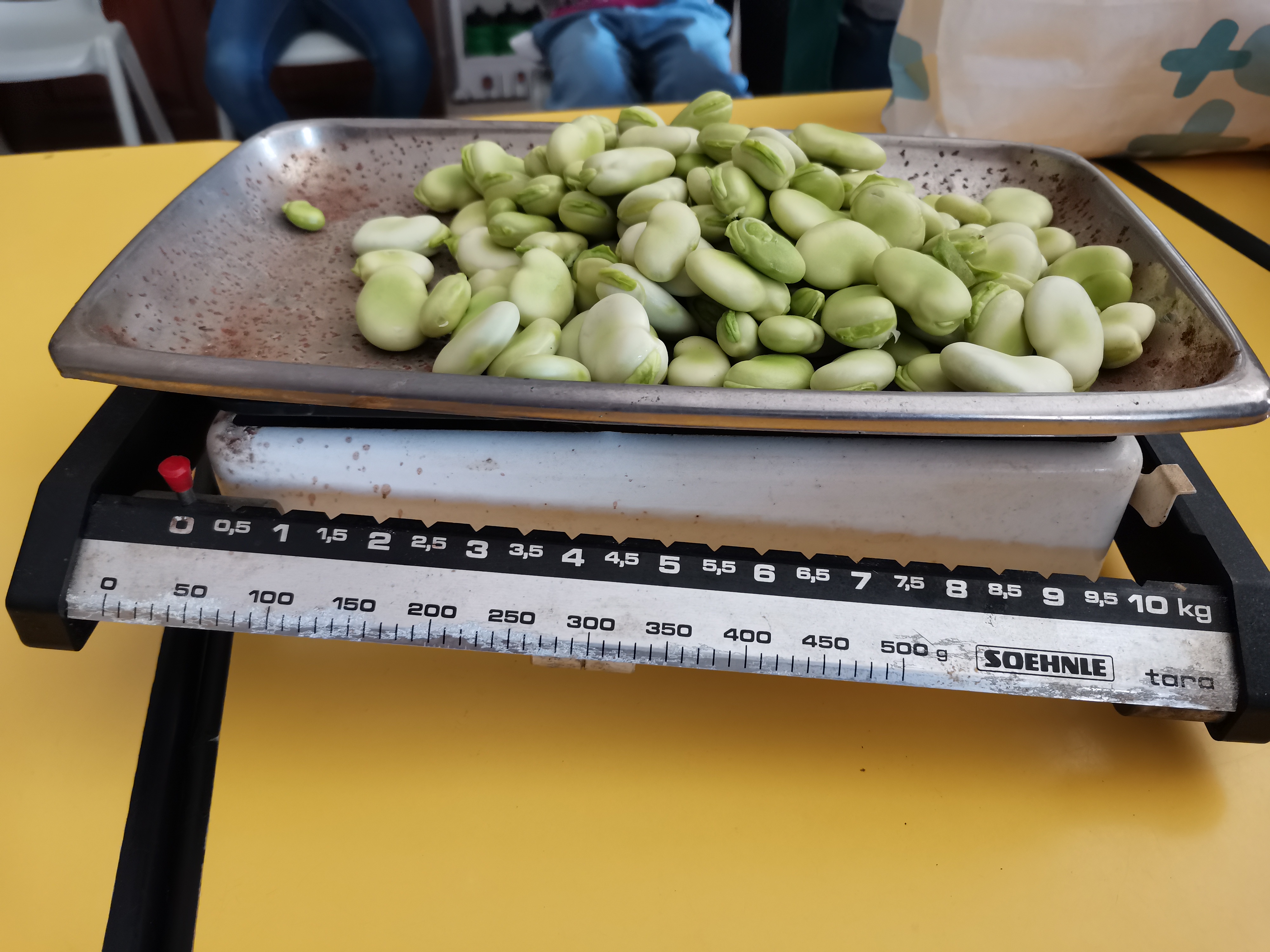 Favas depois de limpas - pesagem