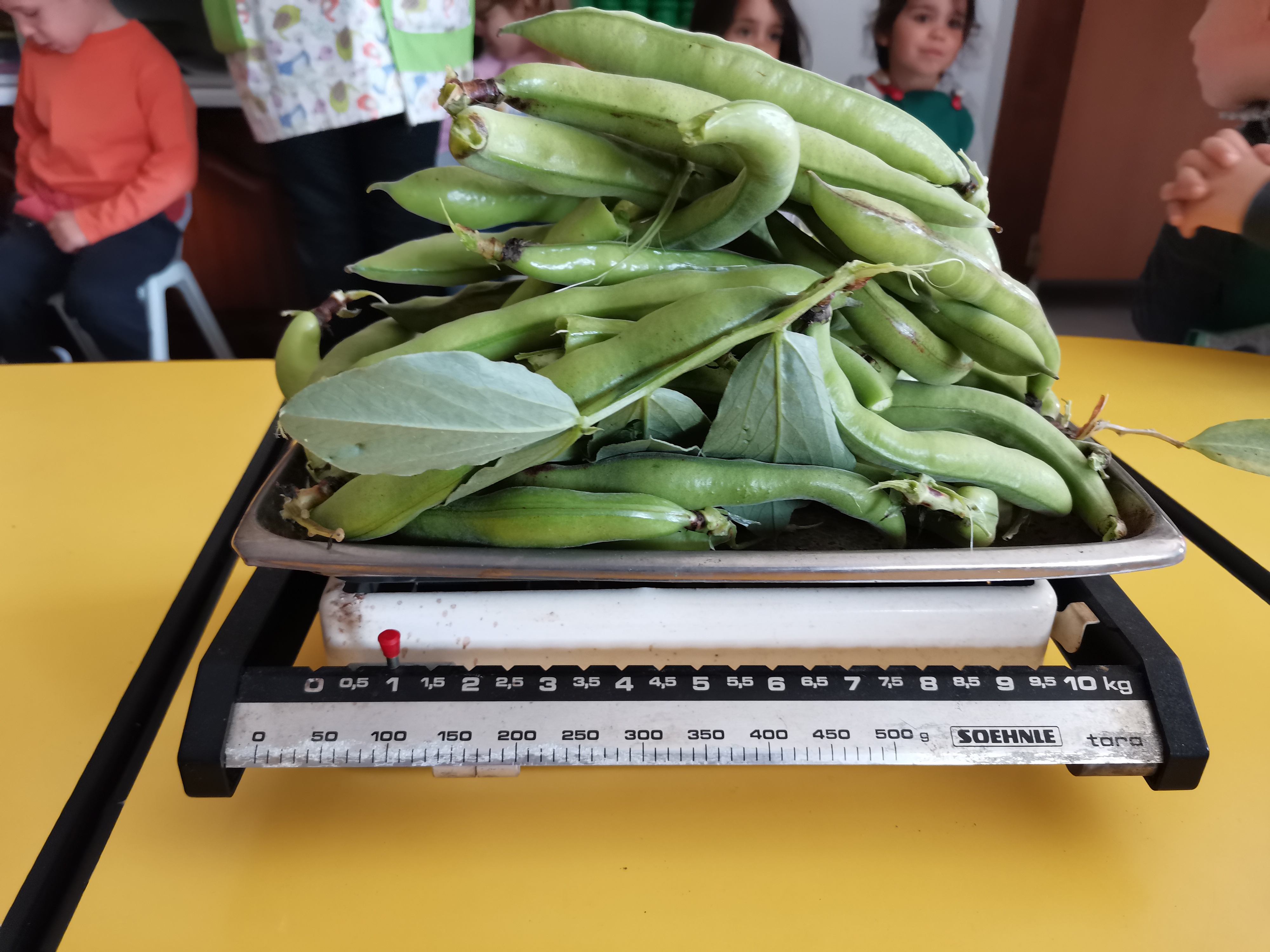 Pesagem das favas em vagem