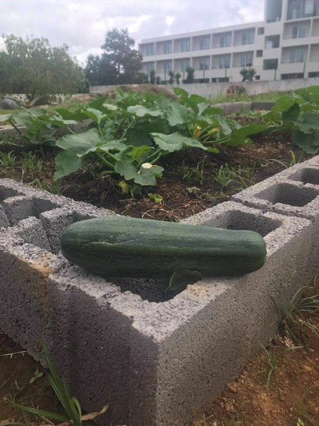 Primeira Curgete colhida na horta
