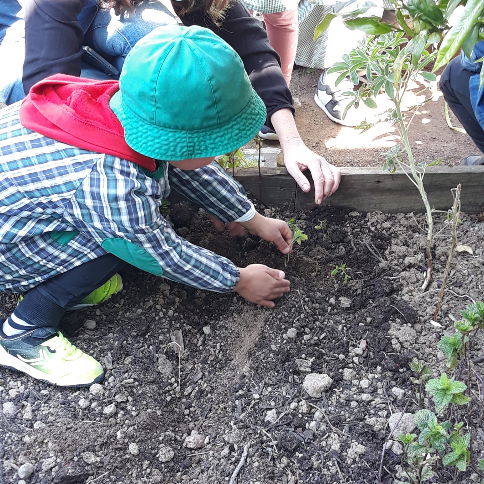 Na plantação de tomate-cherry
