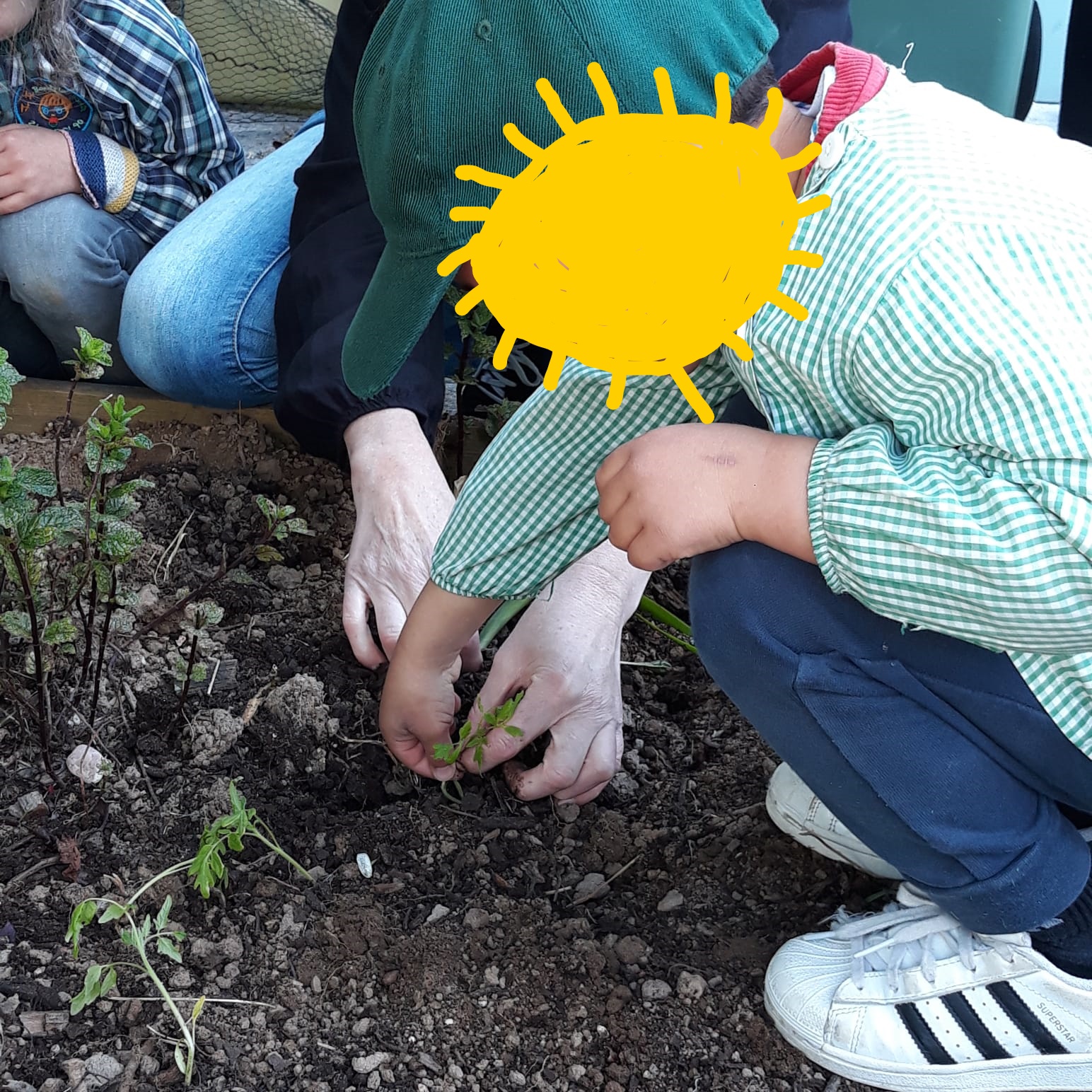 Na plantação de tomate-cherry
