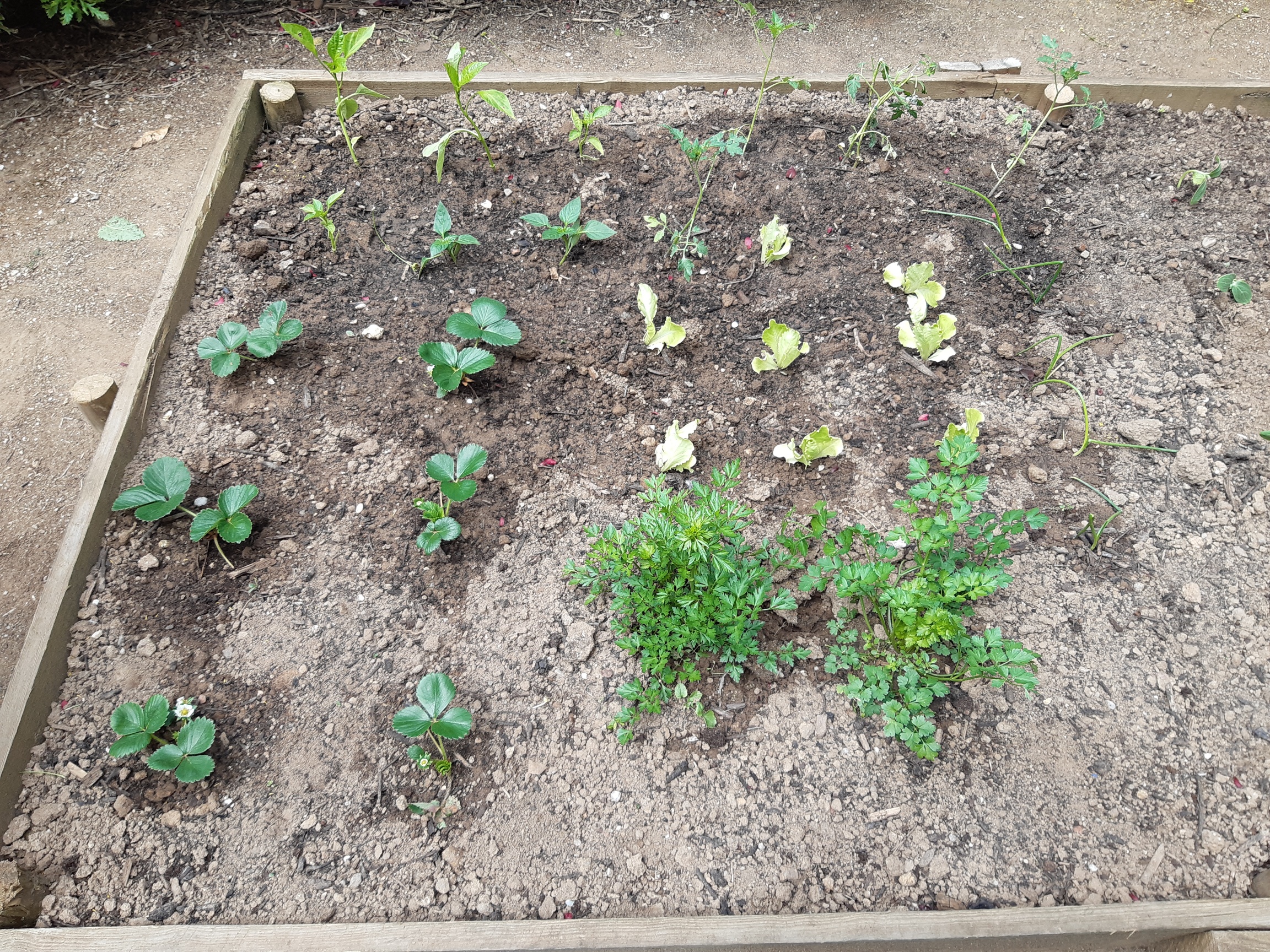 Há canteiros que têm alfaces, morangos, ervas aromáticas... São servidos de uma saladinha?