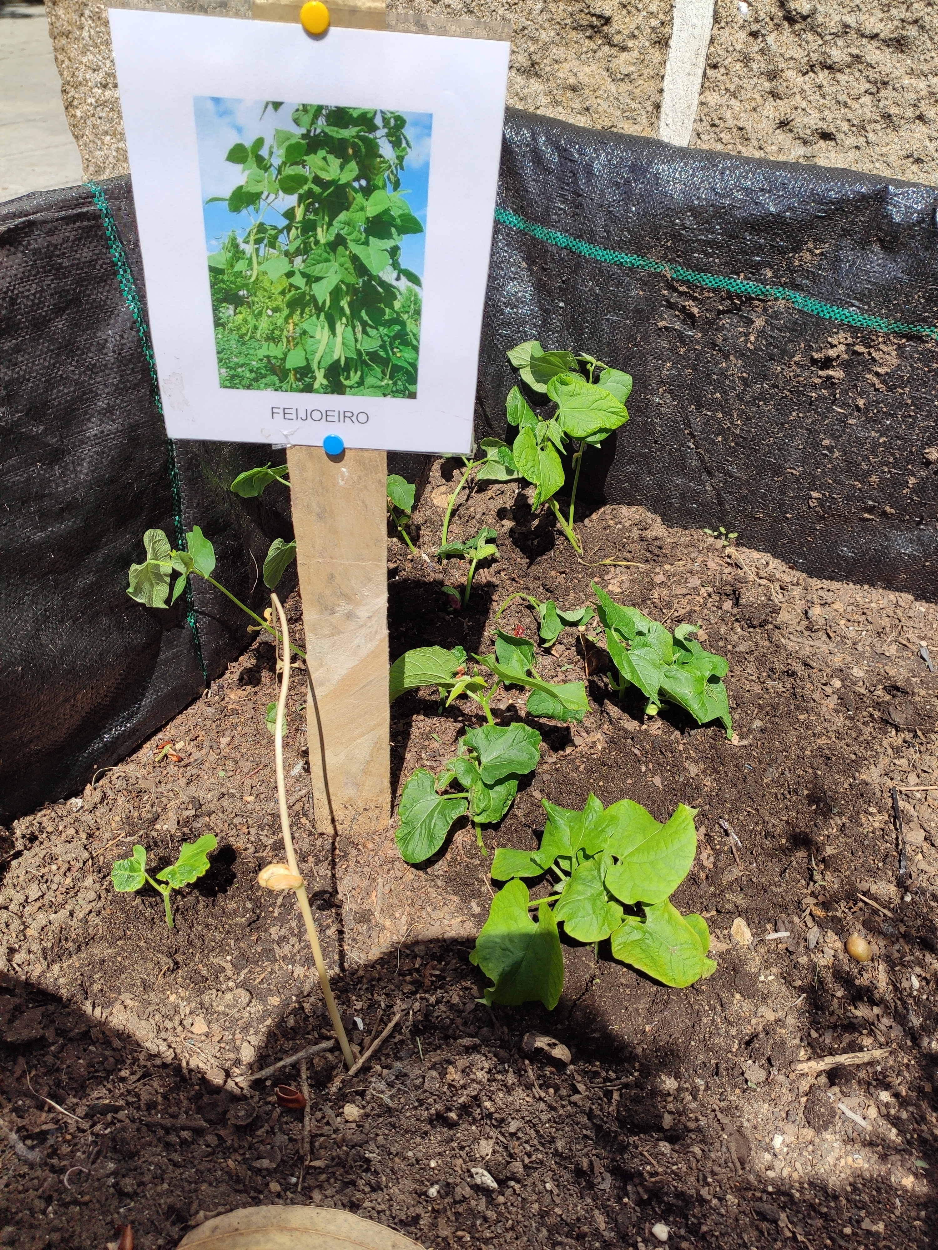 A identificação dos feijoeiros plantados.