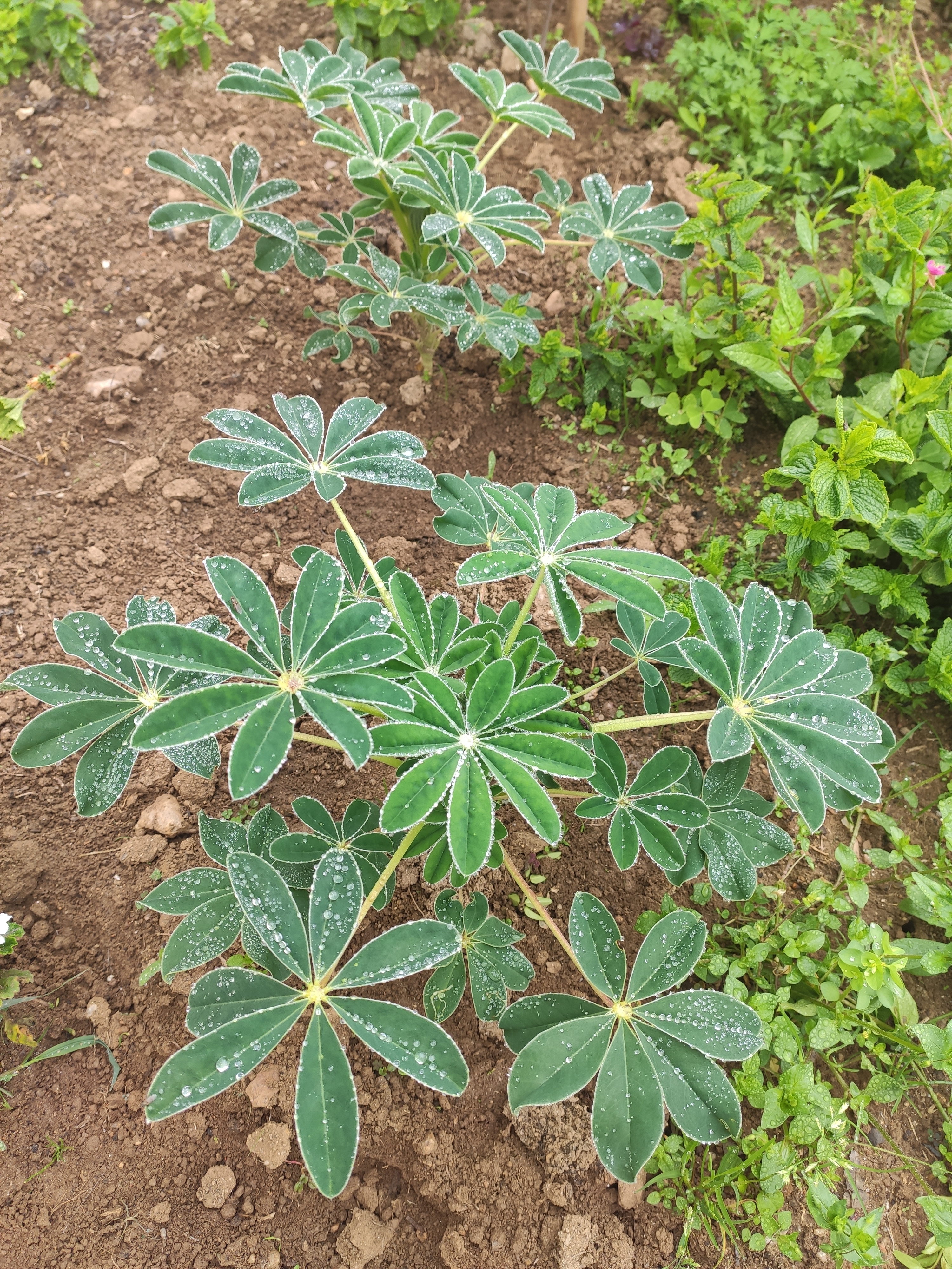 O tremoço.