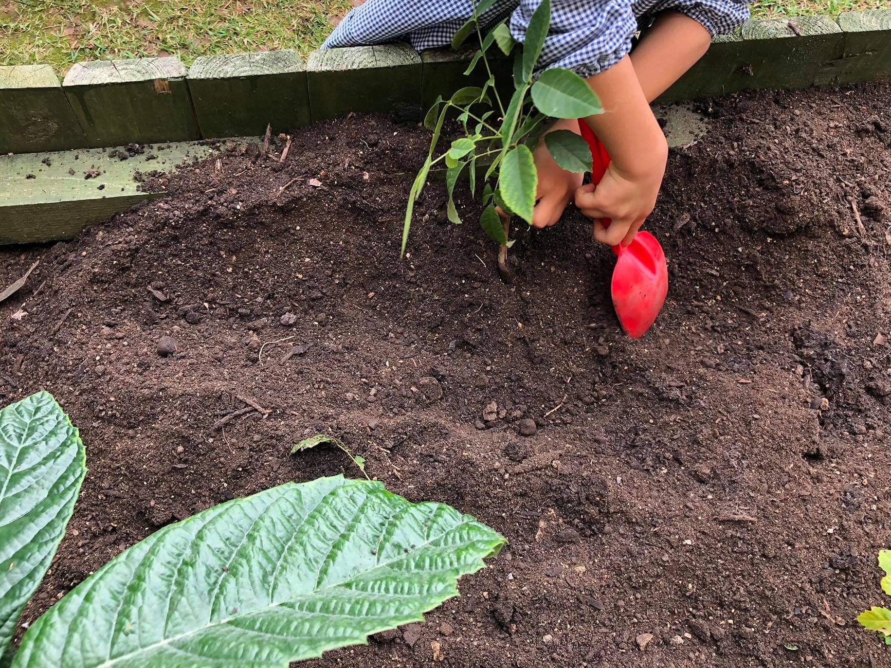 Transplantação de pequenos arbustos de fruto nos canteiros da horta.