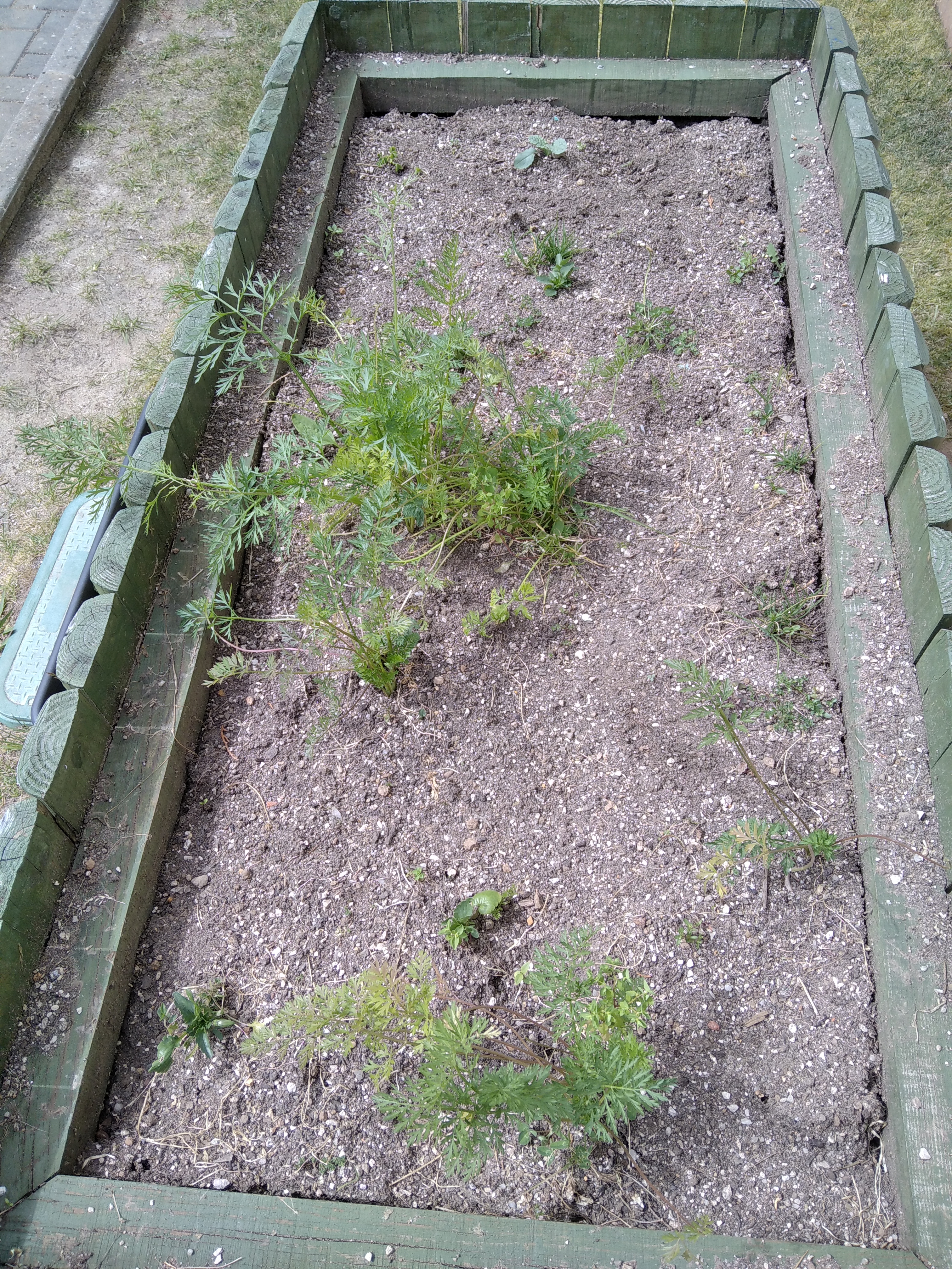 canteiro com algumas plantas aromáticas em desenvolvimento.