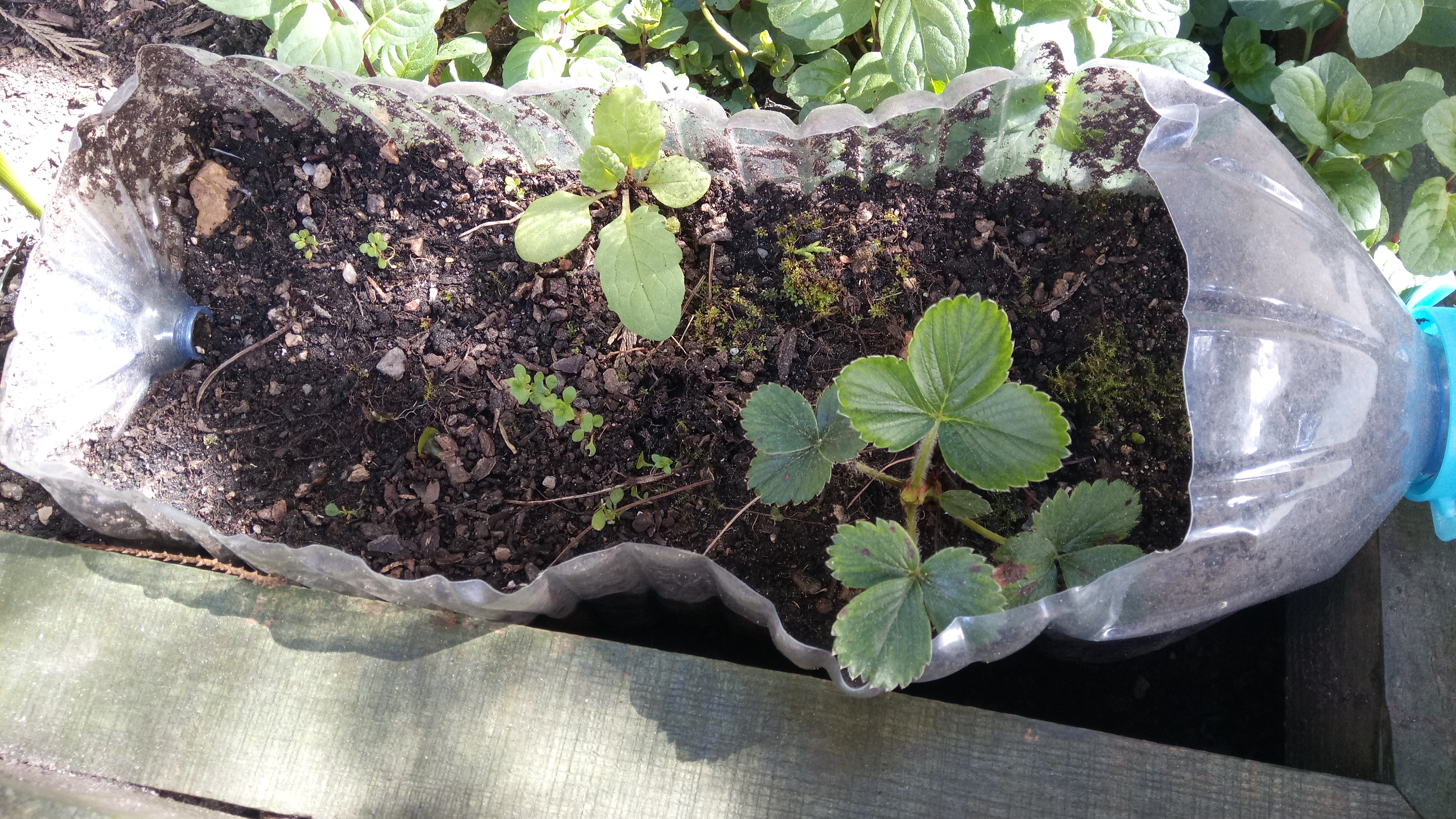 morangueiras bonitas...que irão produzir belos e saborosos frutos.