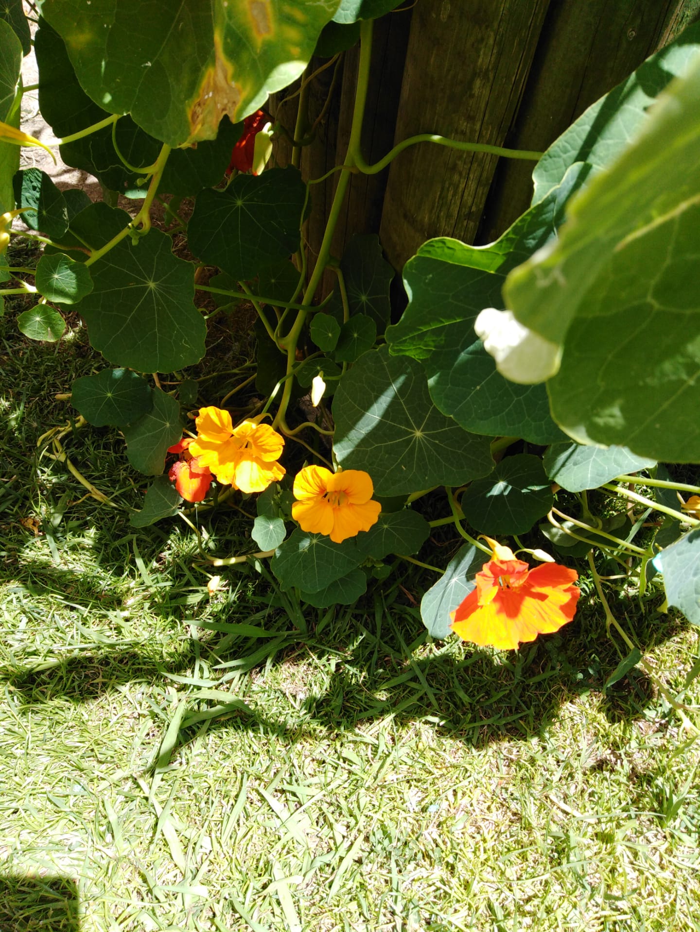 também algumas flores para uma horta mais colorida!