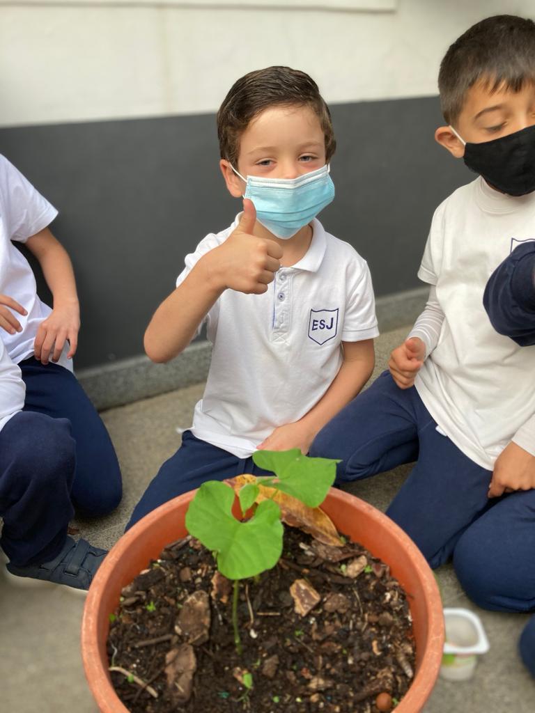 Plantar o feijoeiro que foi crescendo