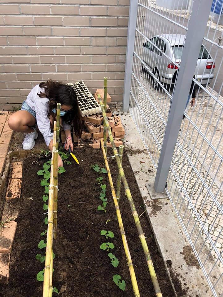 Horta de Feijão verde