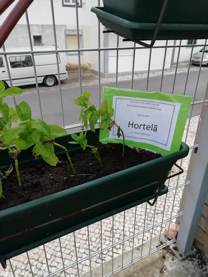 Hortelã