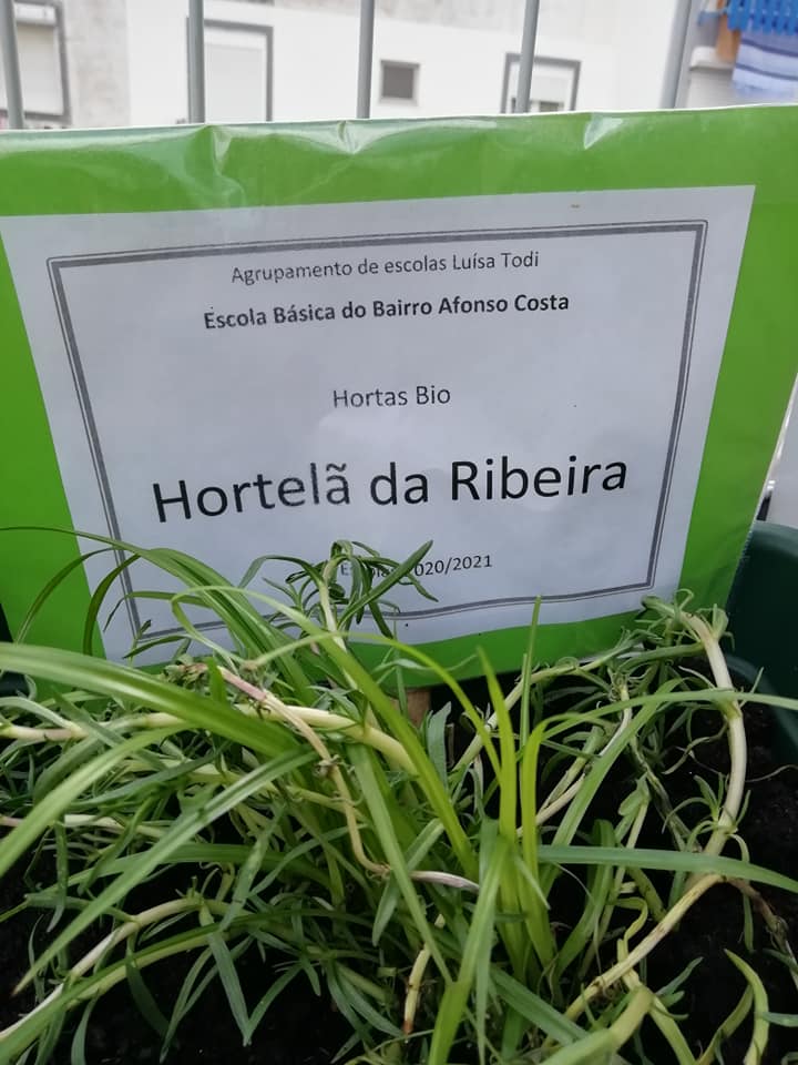 Hortelã da Ribeira