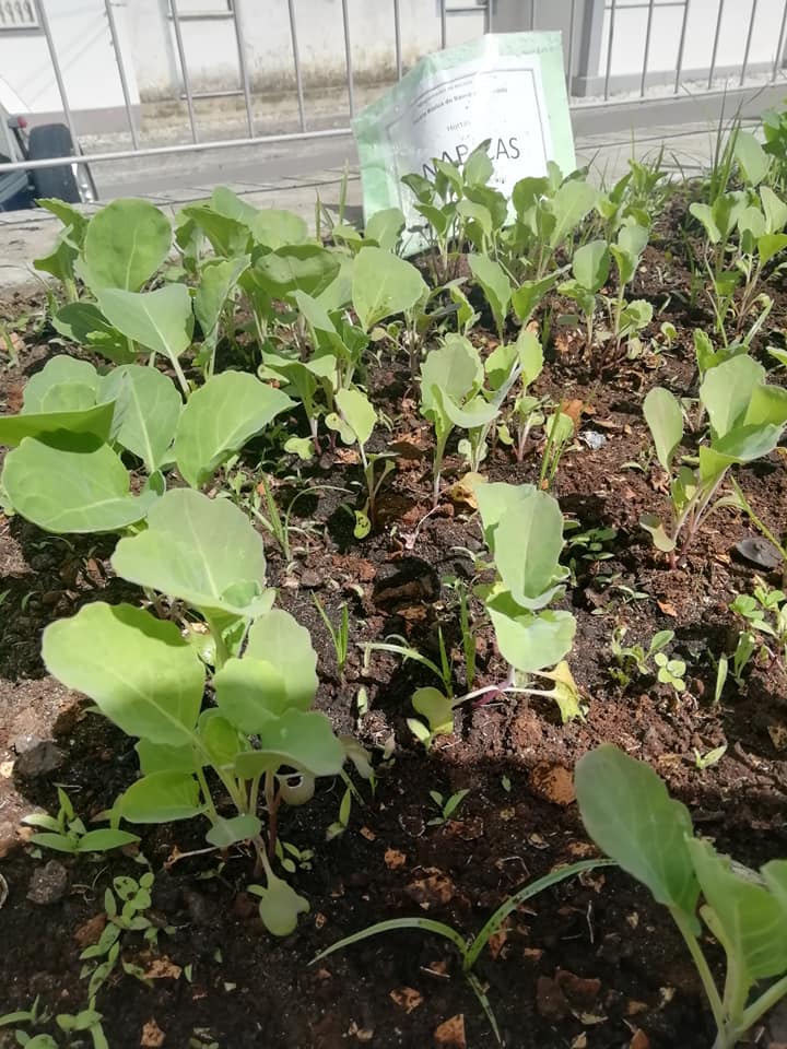 Nabiças