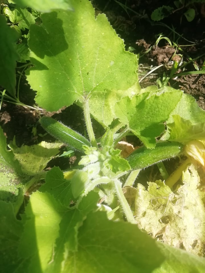 pepinos