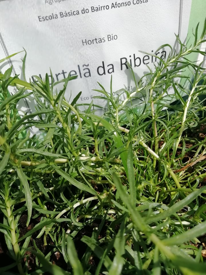 Hortelã ribeira