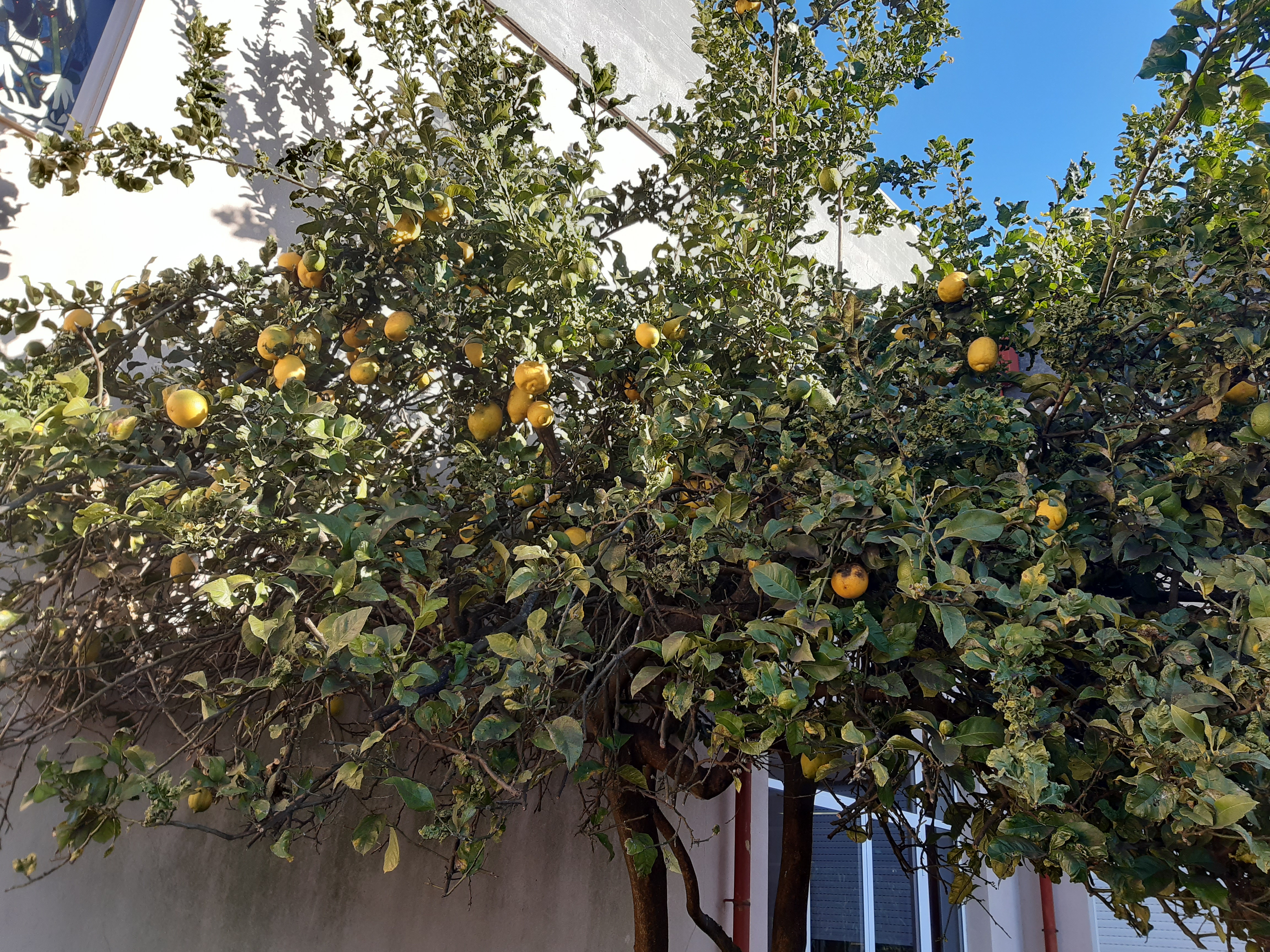 Limoeiro (Citrus limonum) - Planta adulta.