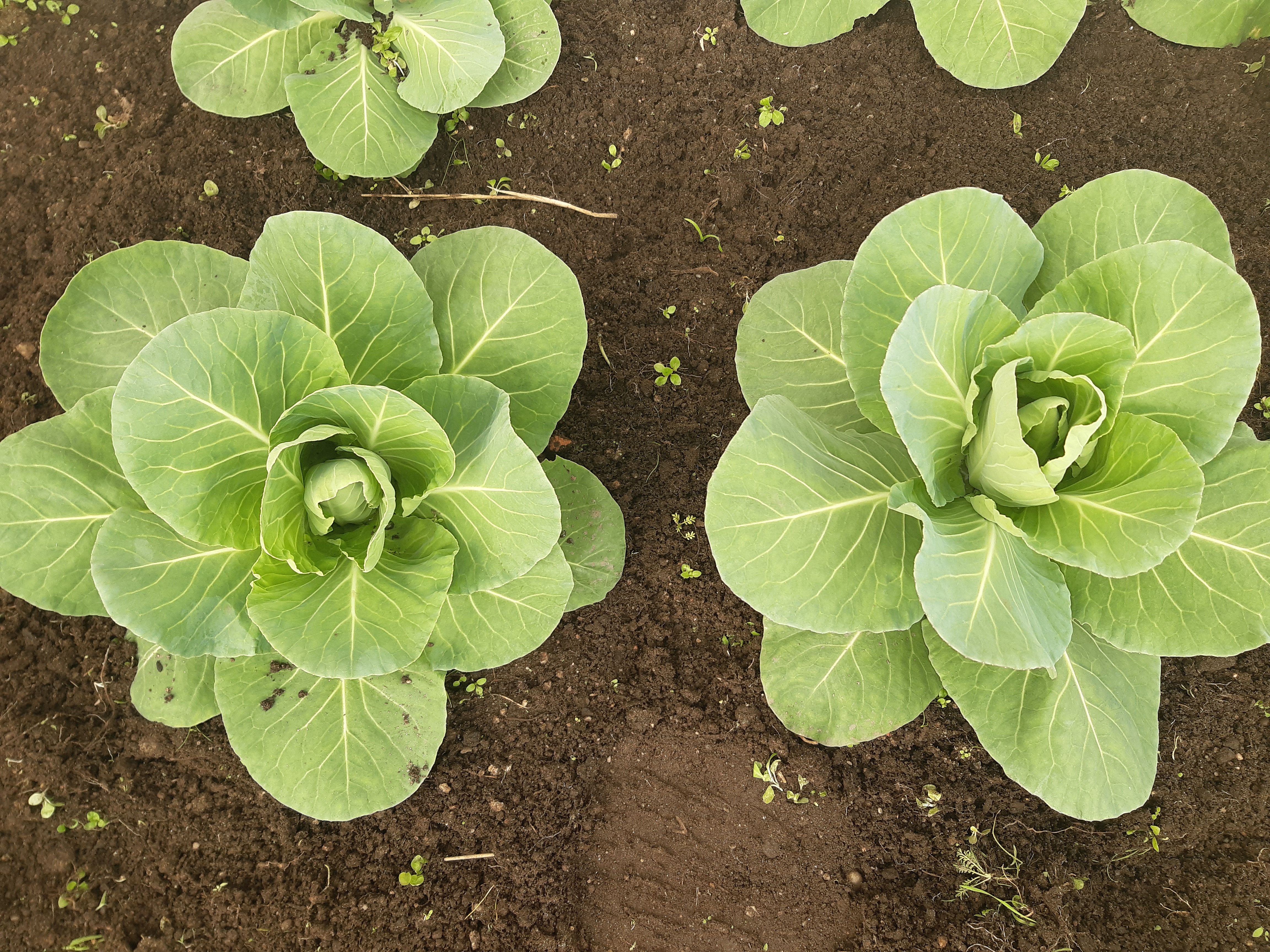 Couve-Coração (Brassica sylvestris)