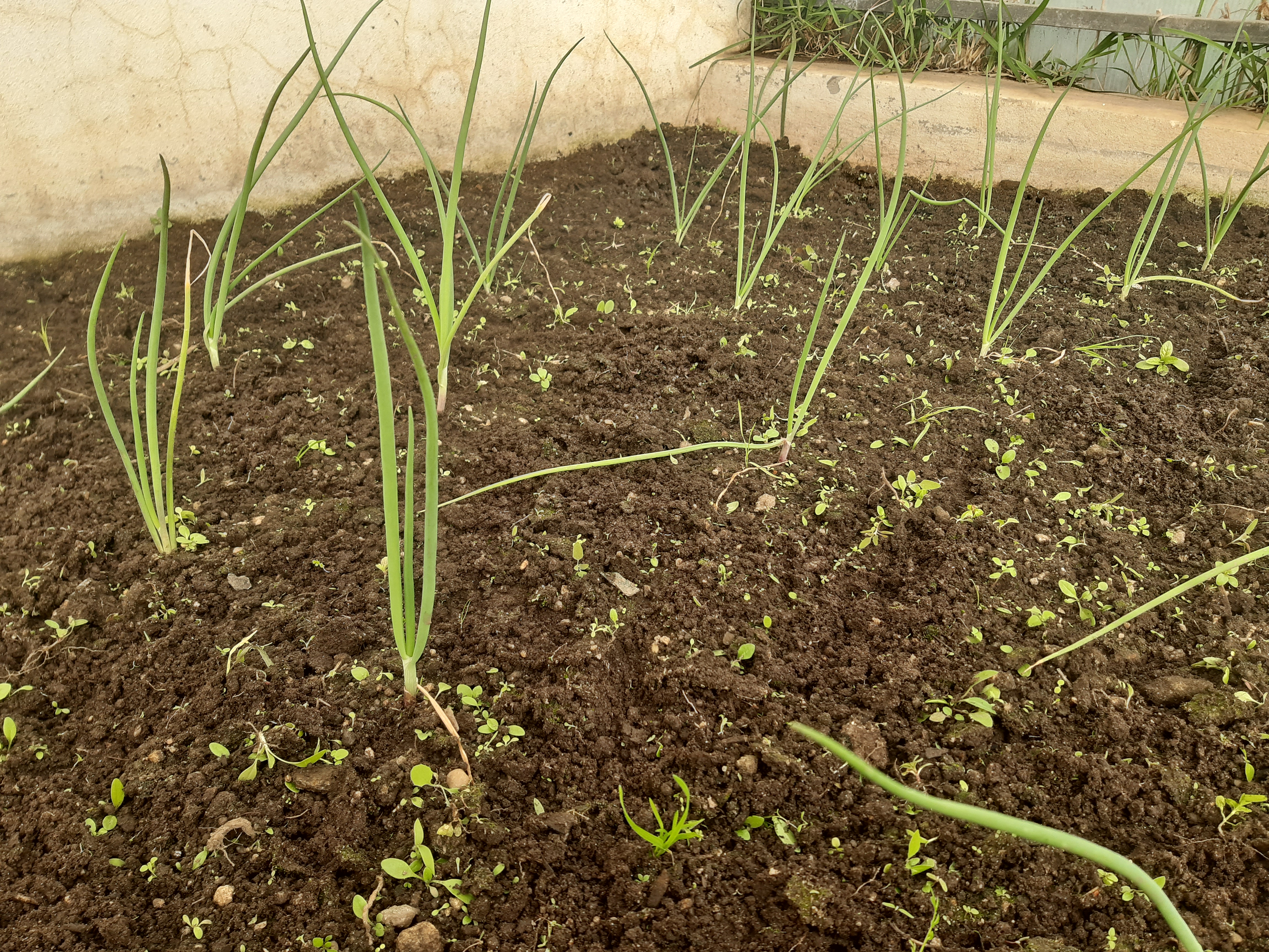Cebola (Allium cepa)