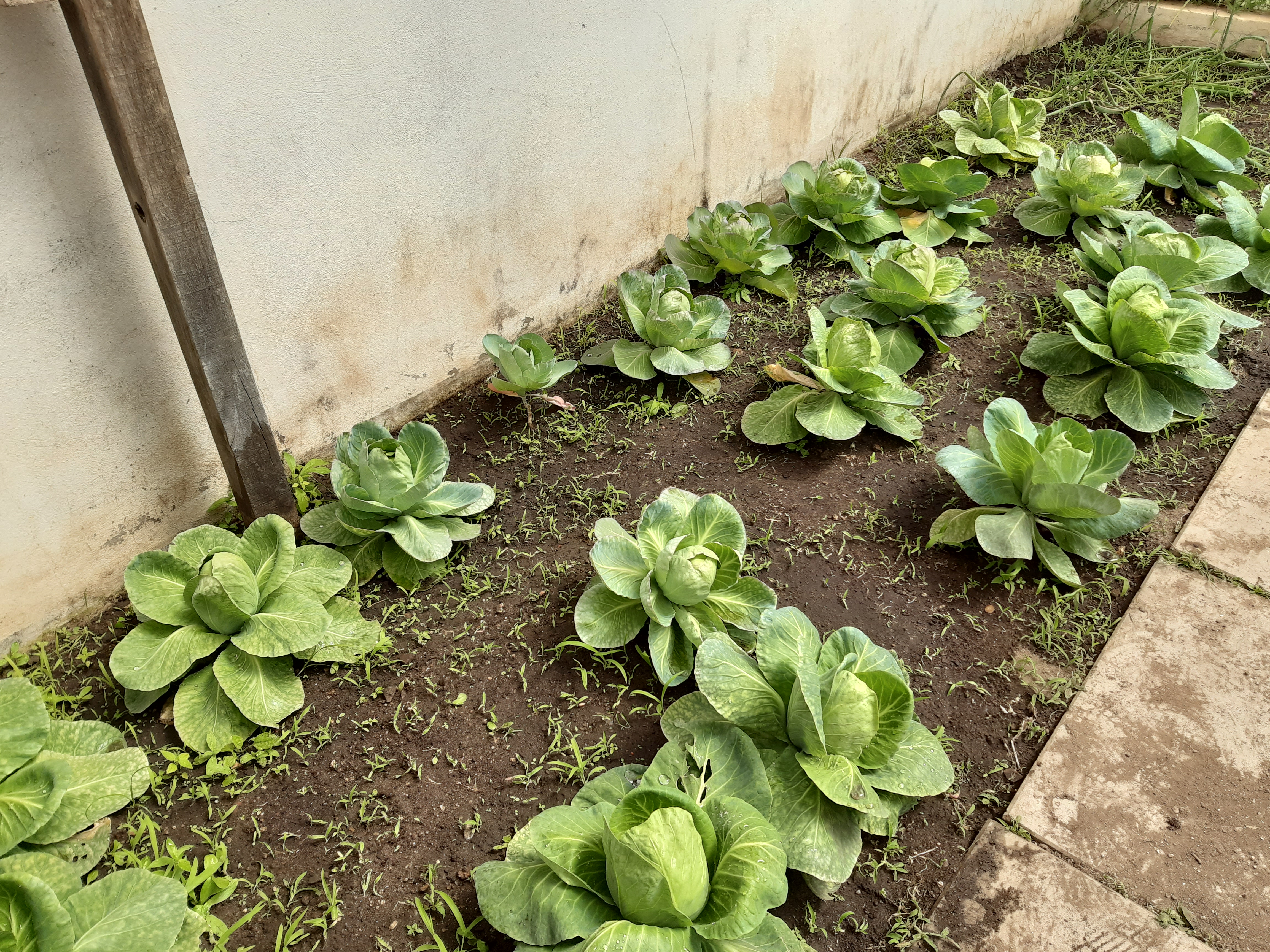 Couve-Coração (Brassica sylvestris)