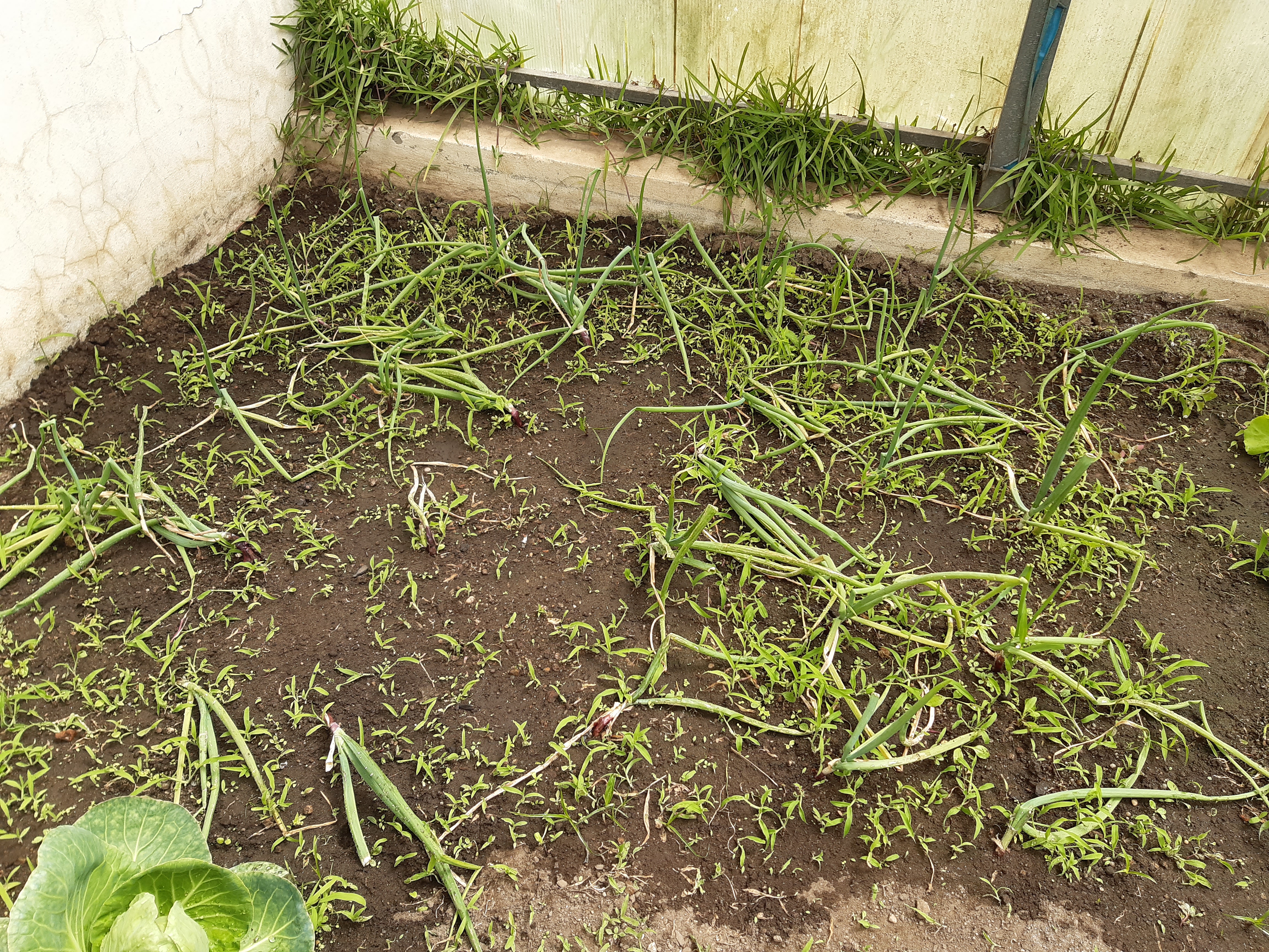 Cebola (Allium cepa)