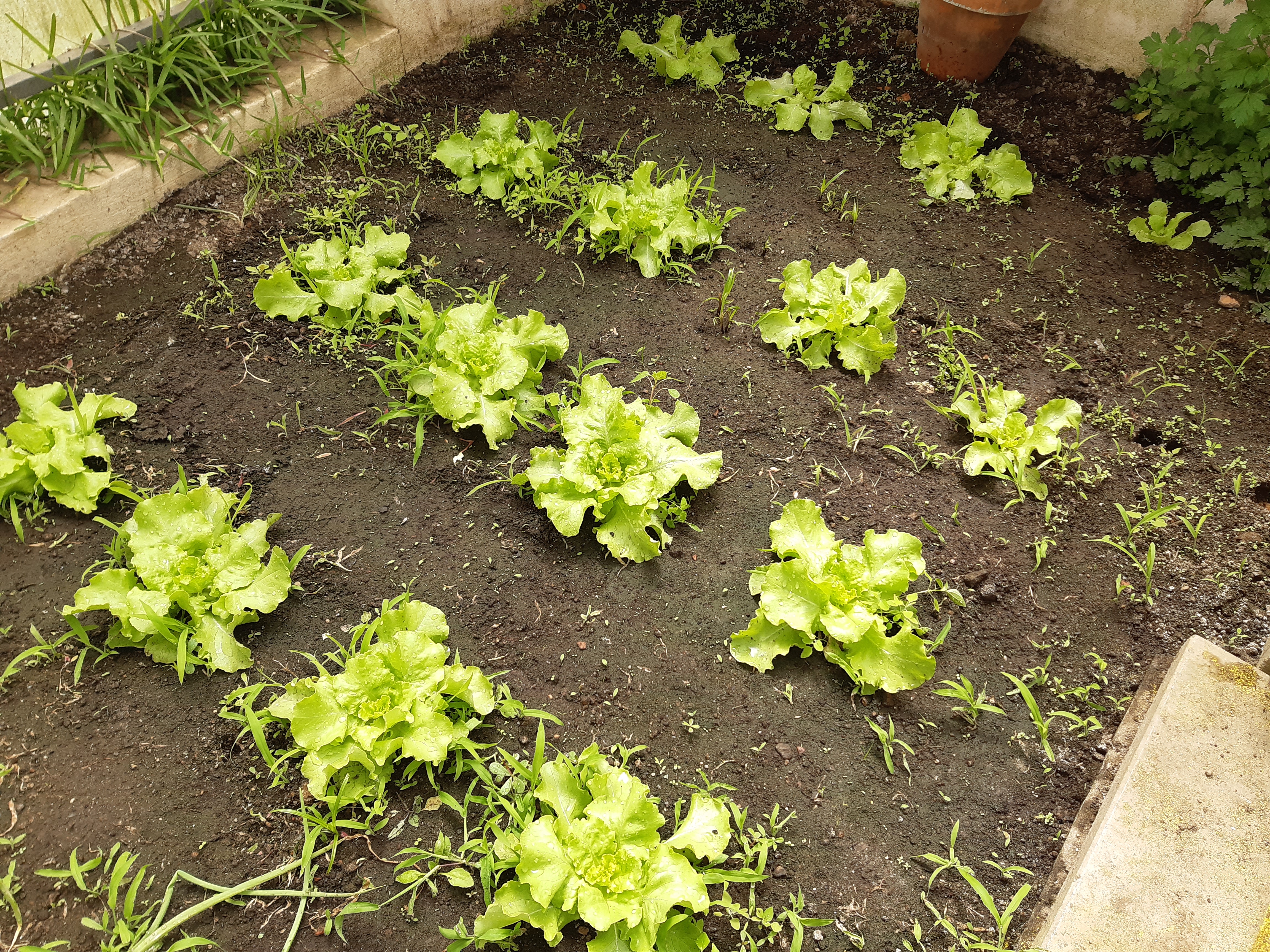 Alface (Lactuca sativa)