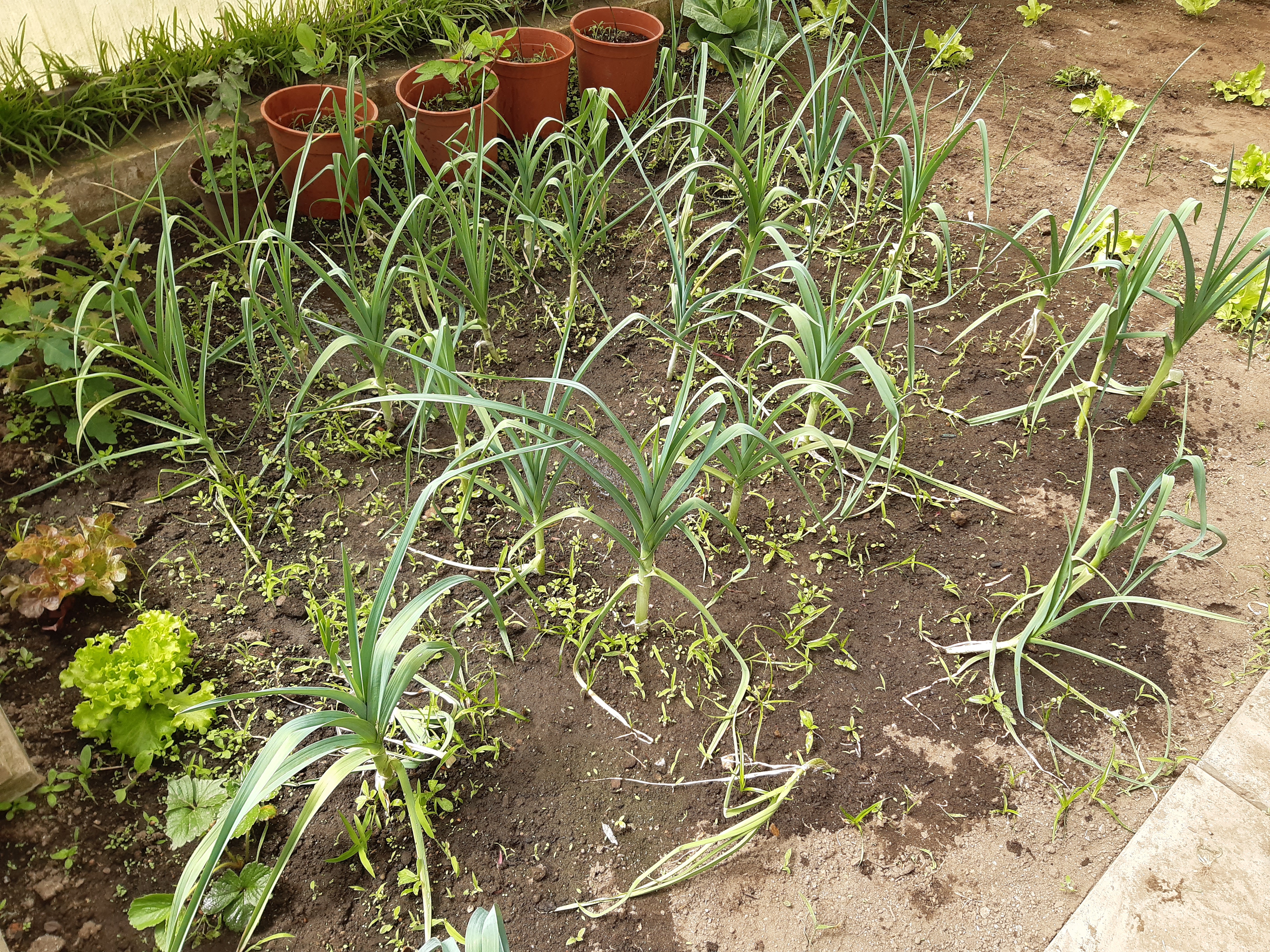 Alho francês (Allium porrum)