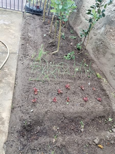 Plantações de couves, tomates, cebolas, alfaces, feijão, pimentos...