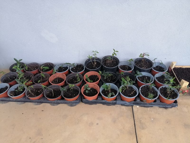 Vasos (berçários) com plantas (árvores) autóctones: oliveira, azevinho, loureiro.