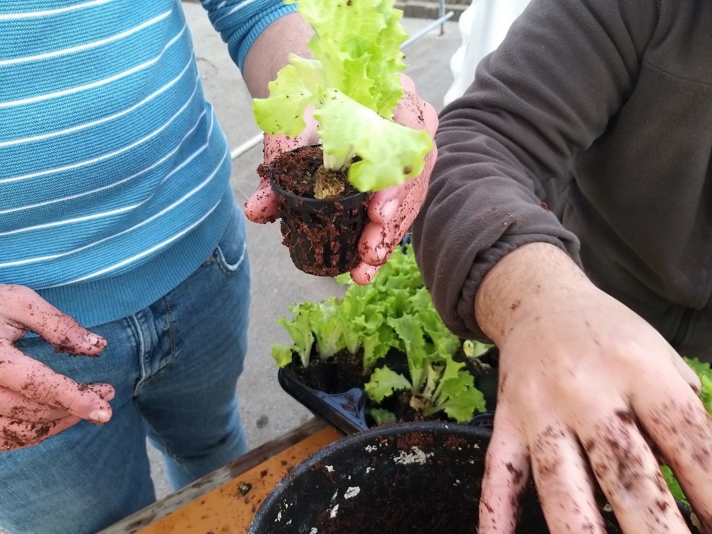Preparação das alfaces para plantar na estufa hidropónica