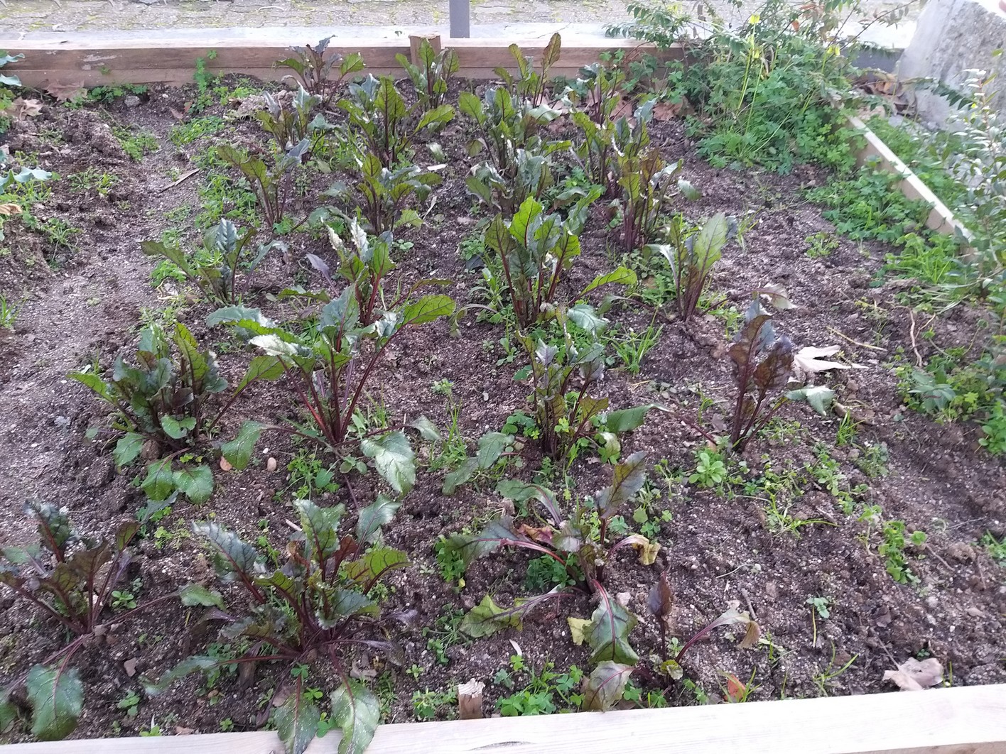 Beterrabas