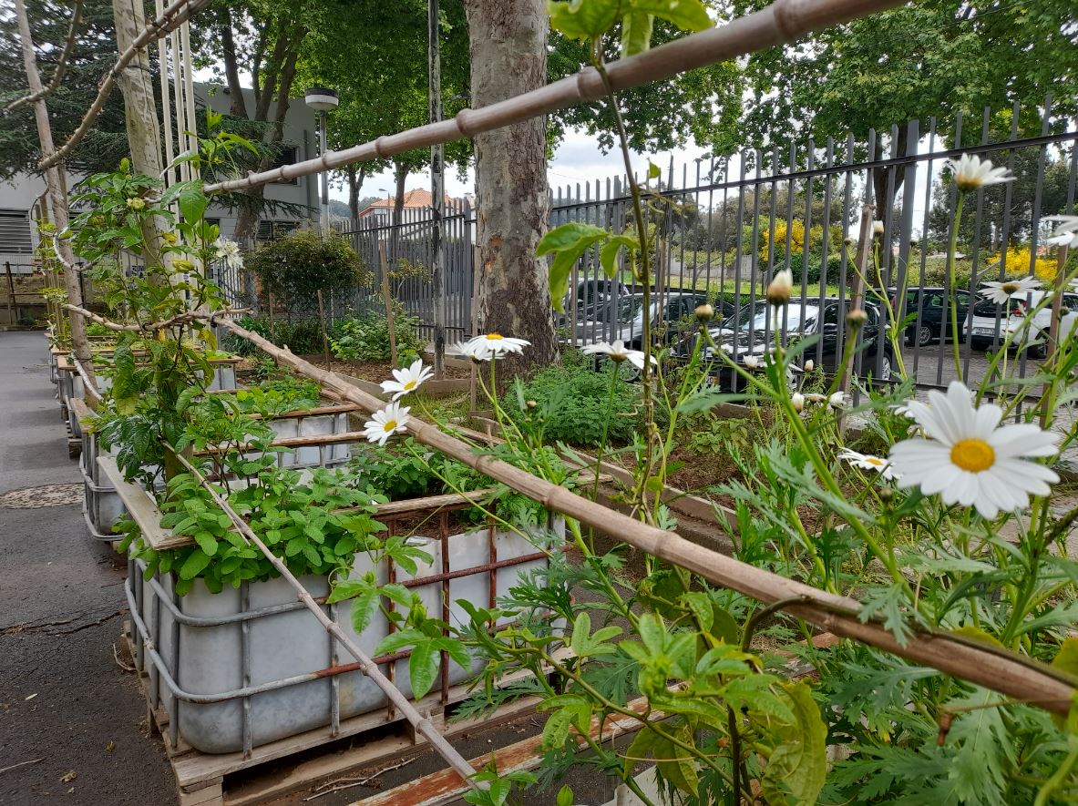 Culturas de Primavera