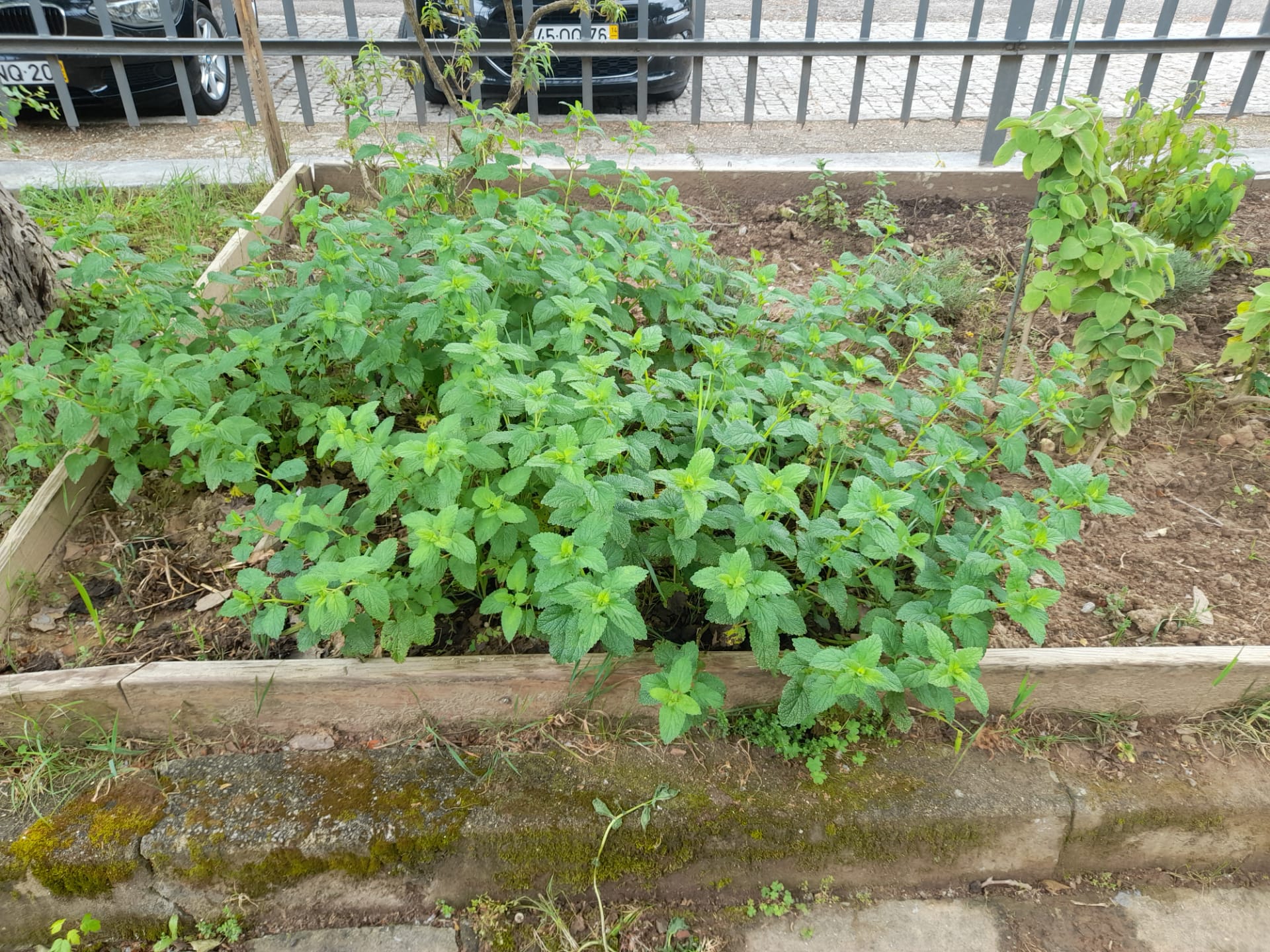 Plantas aromáticas