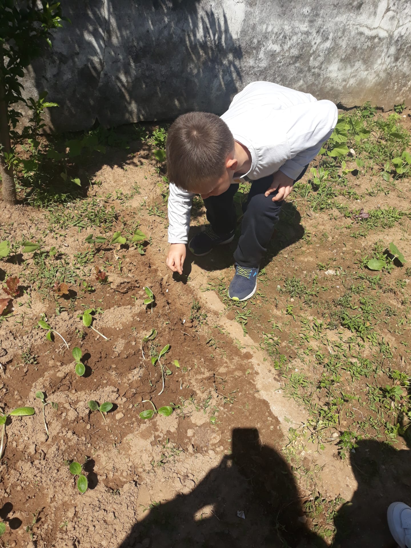 Turma do 1ºano- a plantação