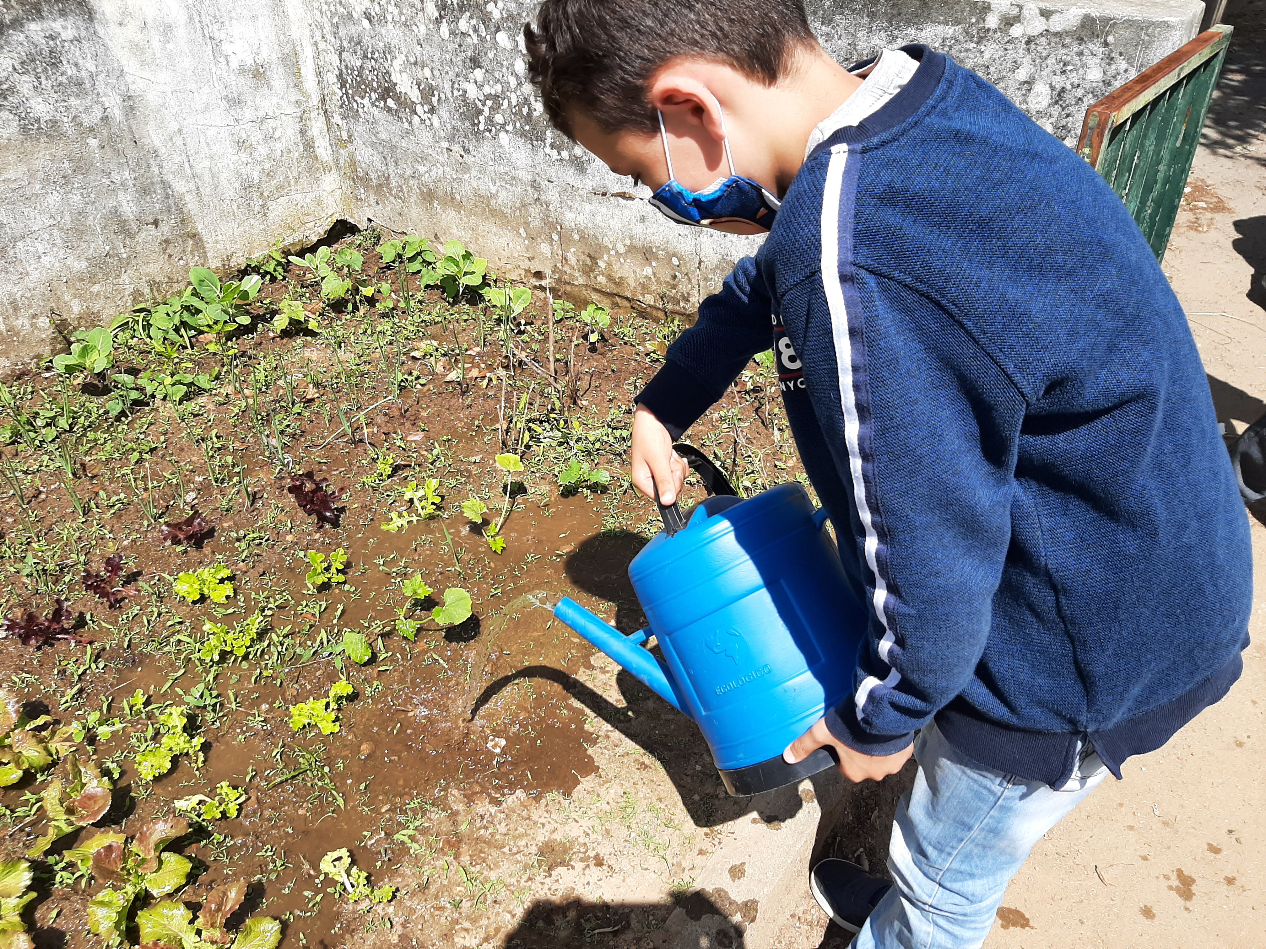 A rega feita pelos alunos do 4ºano