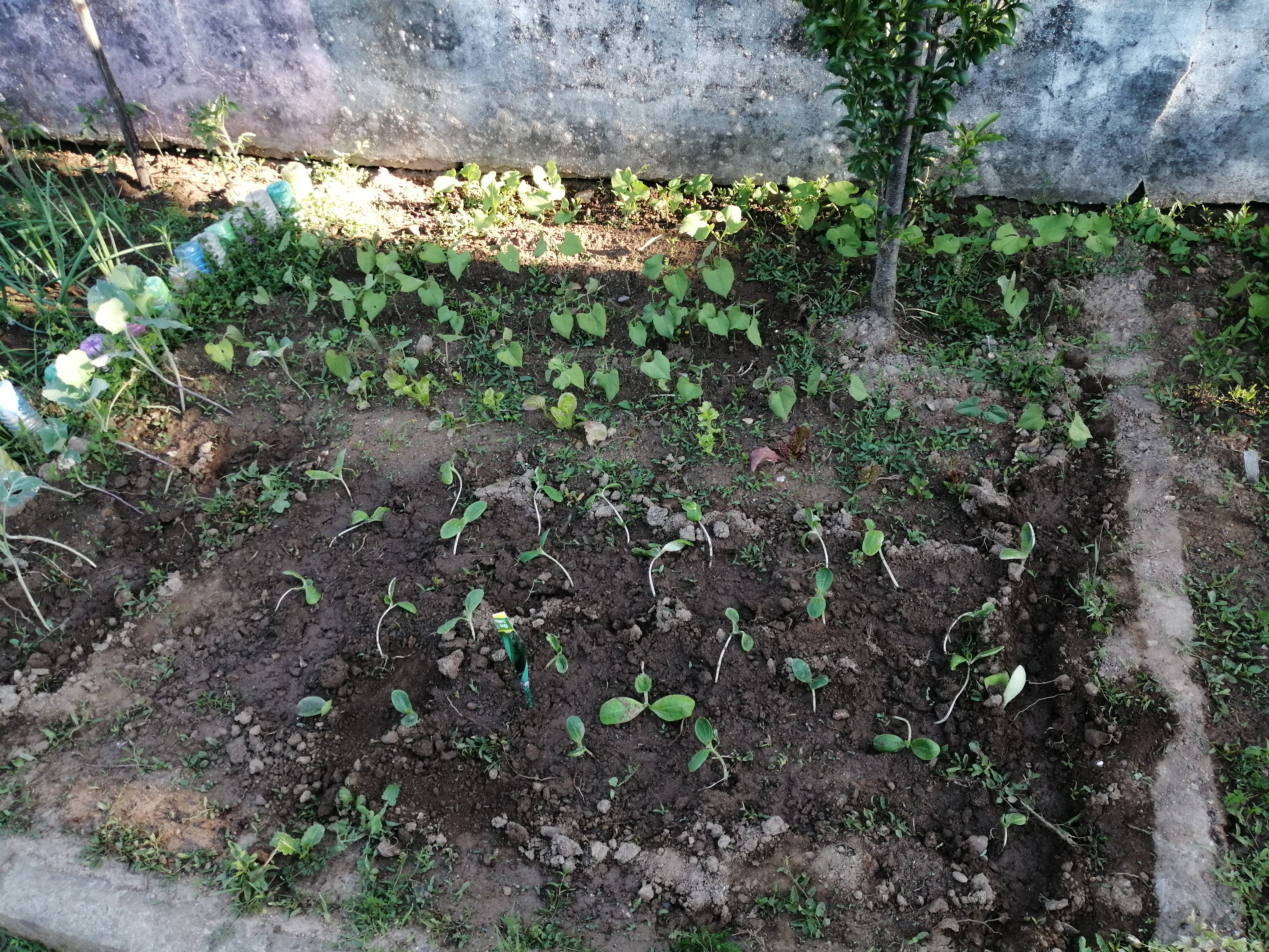 Horta do 1ºano
