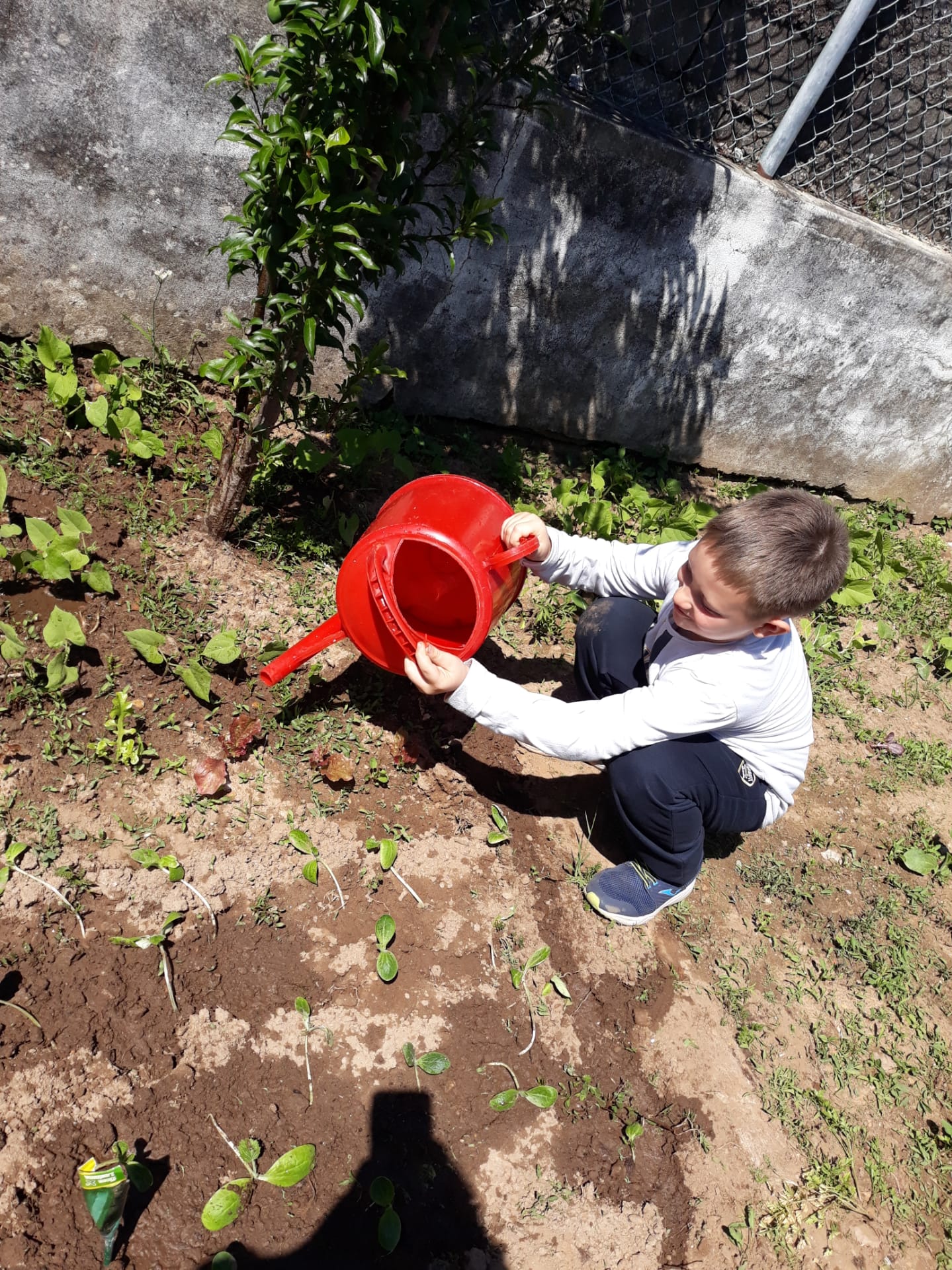 Horta da turma do 1ºano- a rega