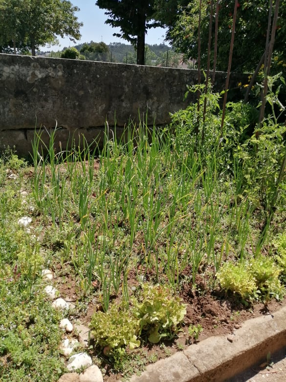 Horta em Junho