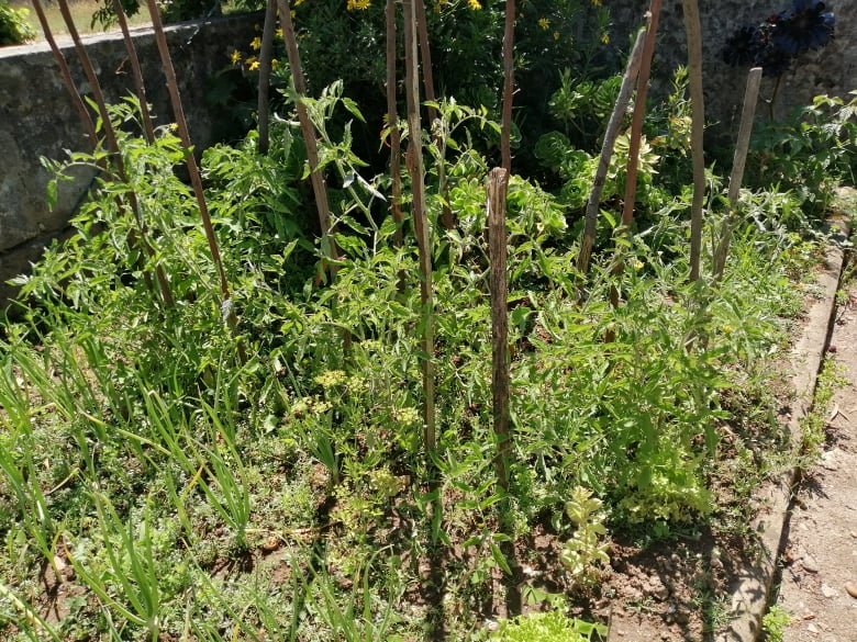 Horta em Junho