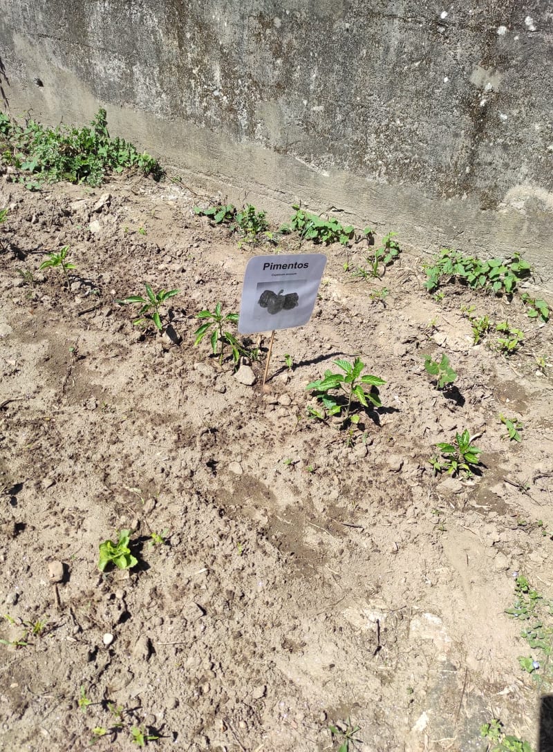 Etiquetagem das plantas da horta (Pimentos).
