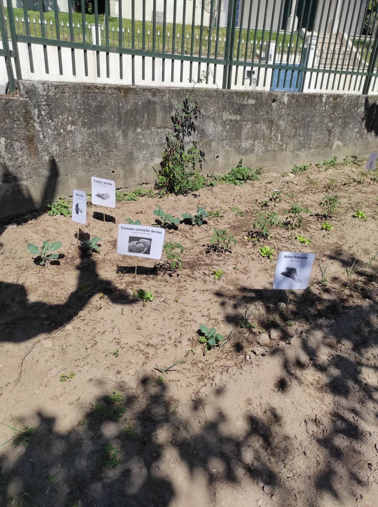 Etiquetagem das plantas da horta.