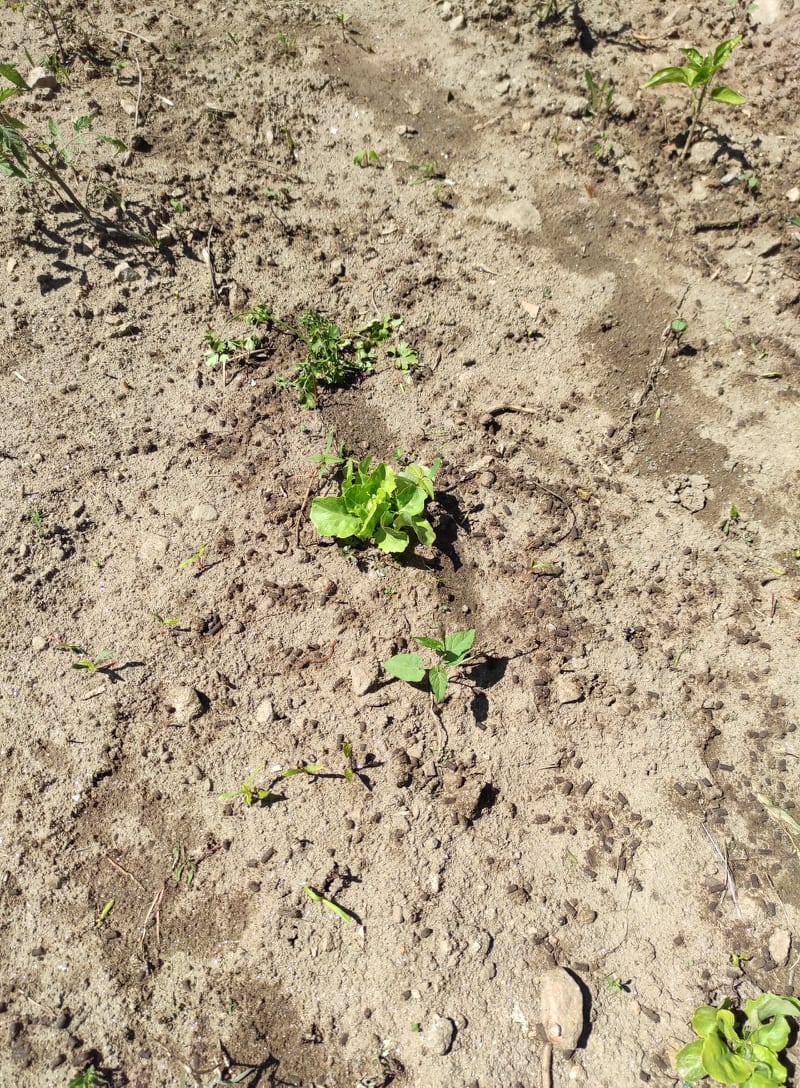 As nossas plantas já estão a crescer.