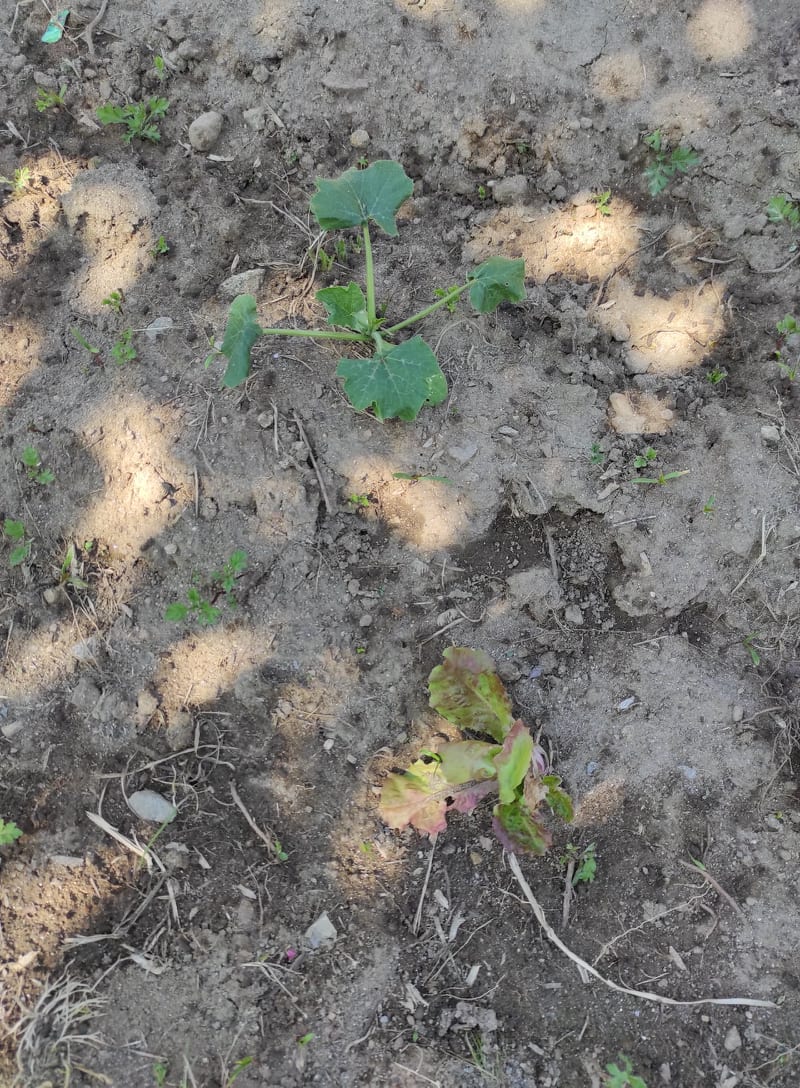 As nossas plantas já estão a crescer.