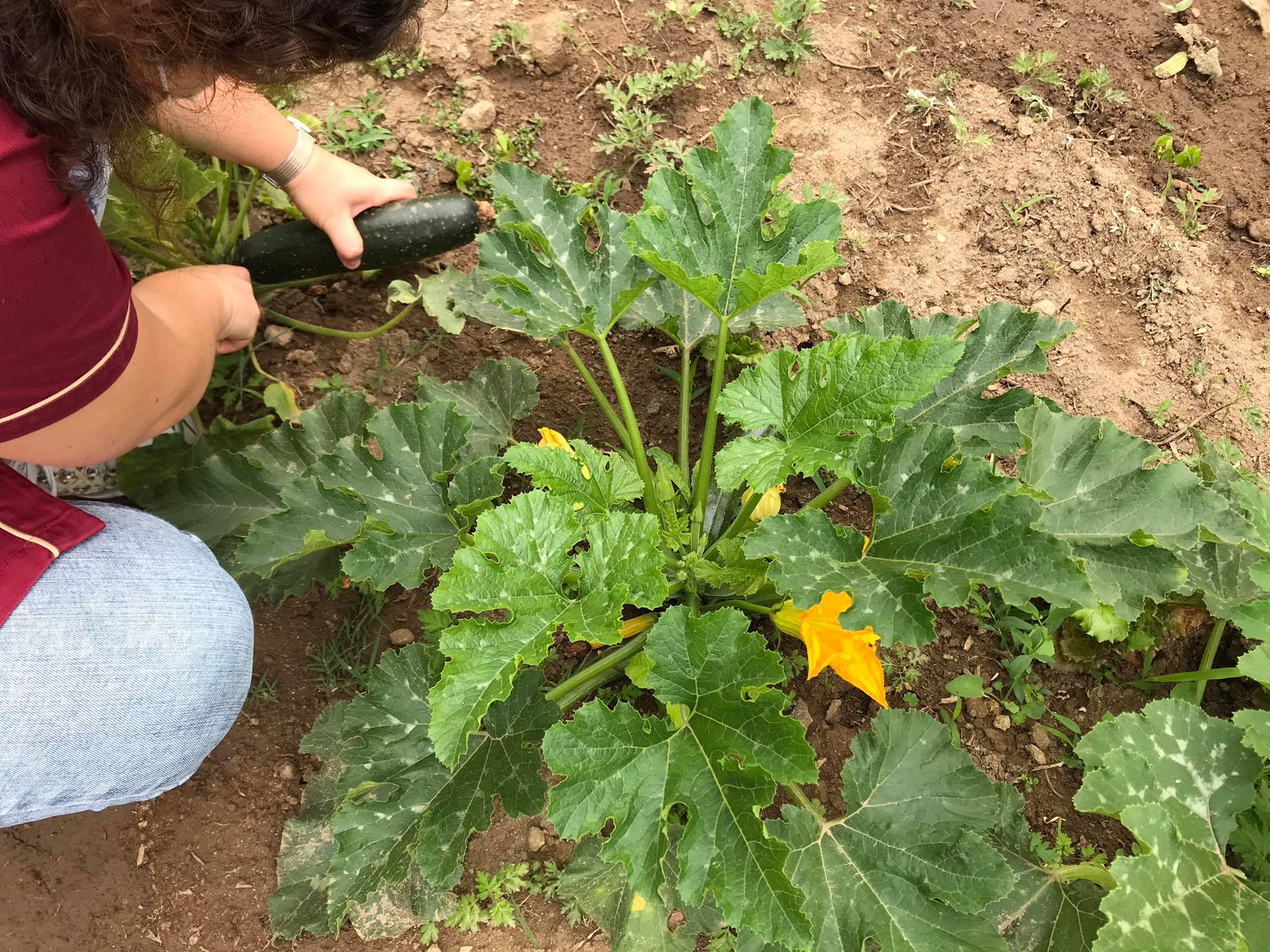 A nossas lindas e grandes courgettes.