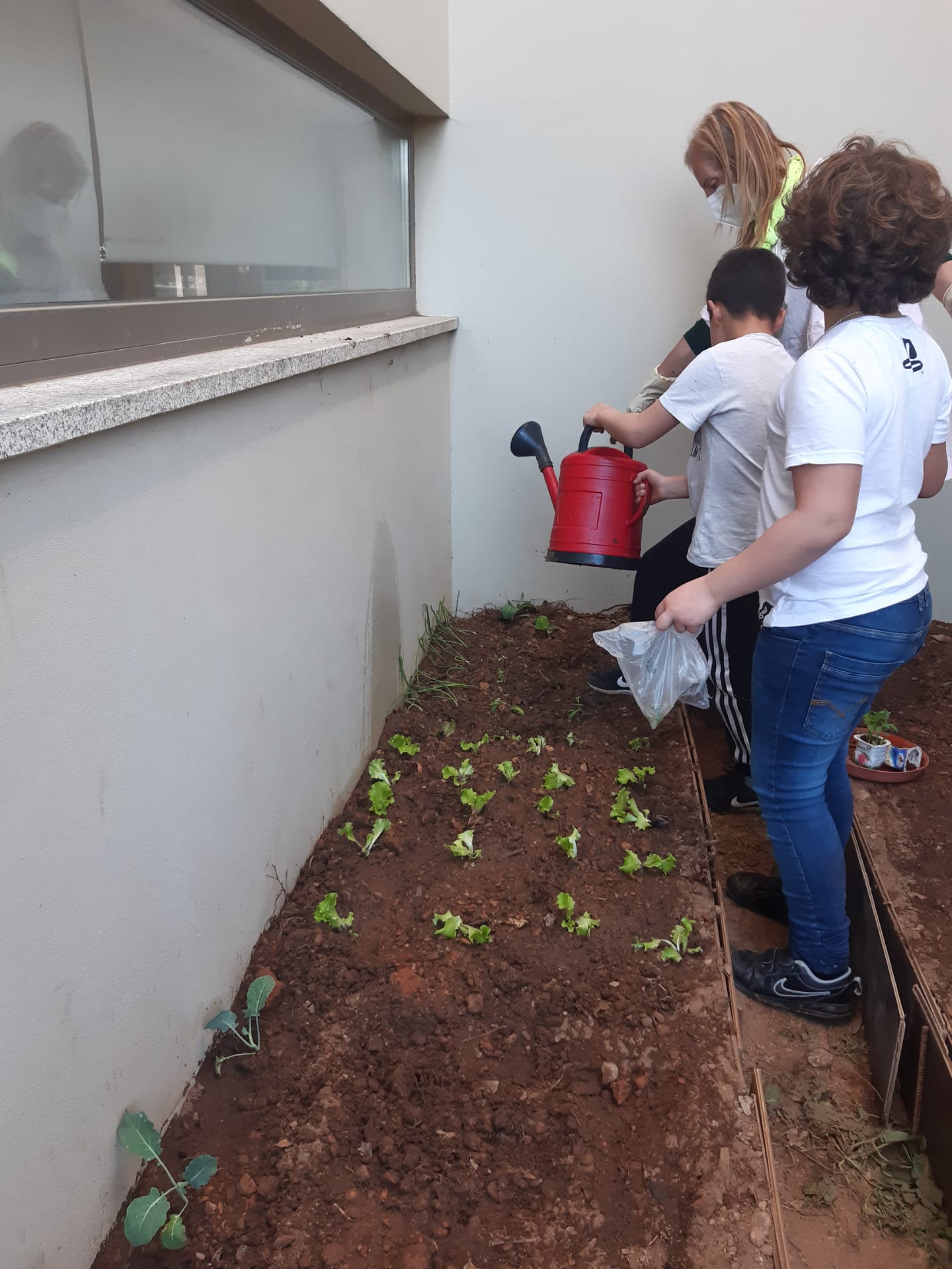 Os alunos a plantar