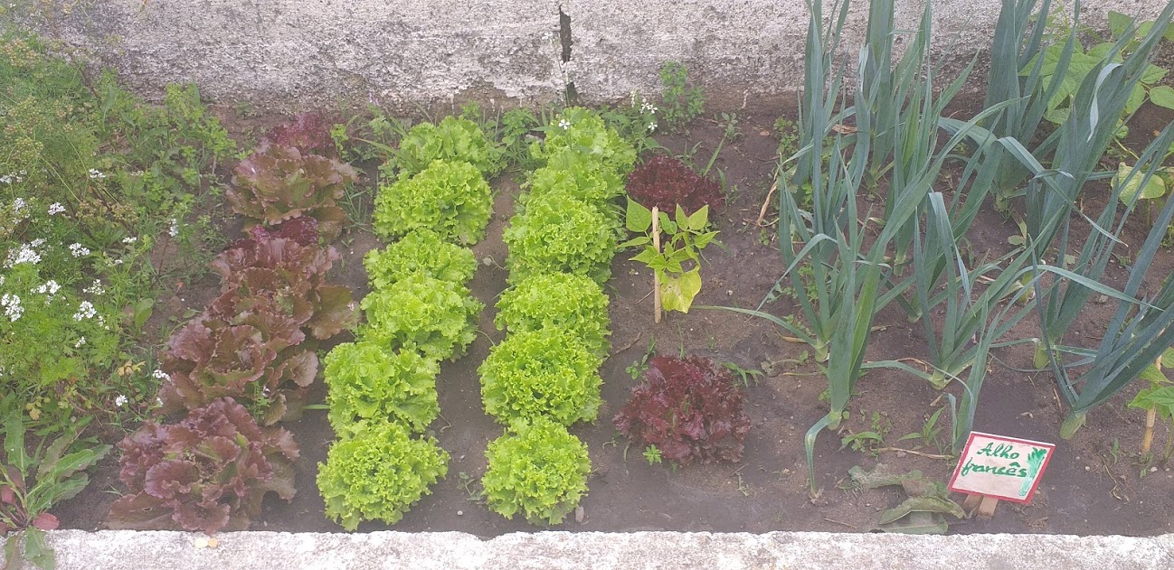 Plano geral da horta da nossa escola. Temos... alfaces verdes e roxas, alho françês, batatas, couves portuguesas e repolhos, corgetes, ervas aromáticas - salsa, coentros- feijão, melancia, melão, pepinos, pimentos, tomates, moranguieros e ainda girassóis.
