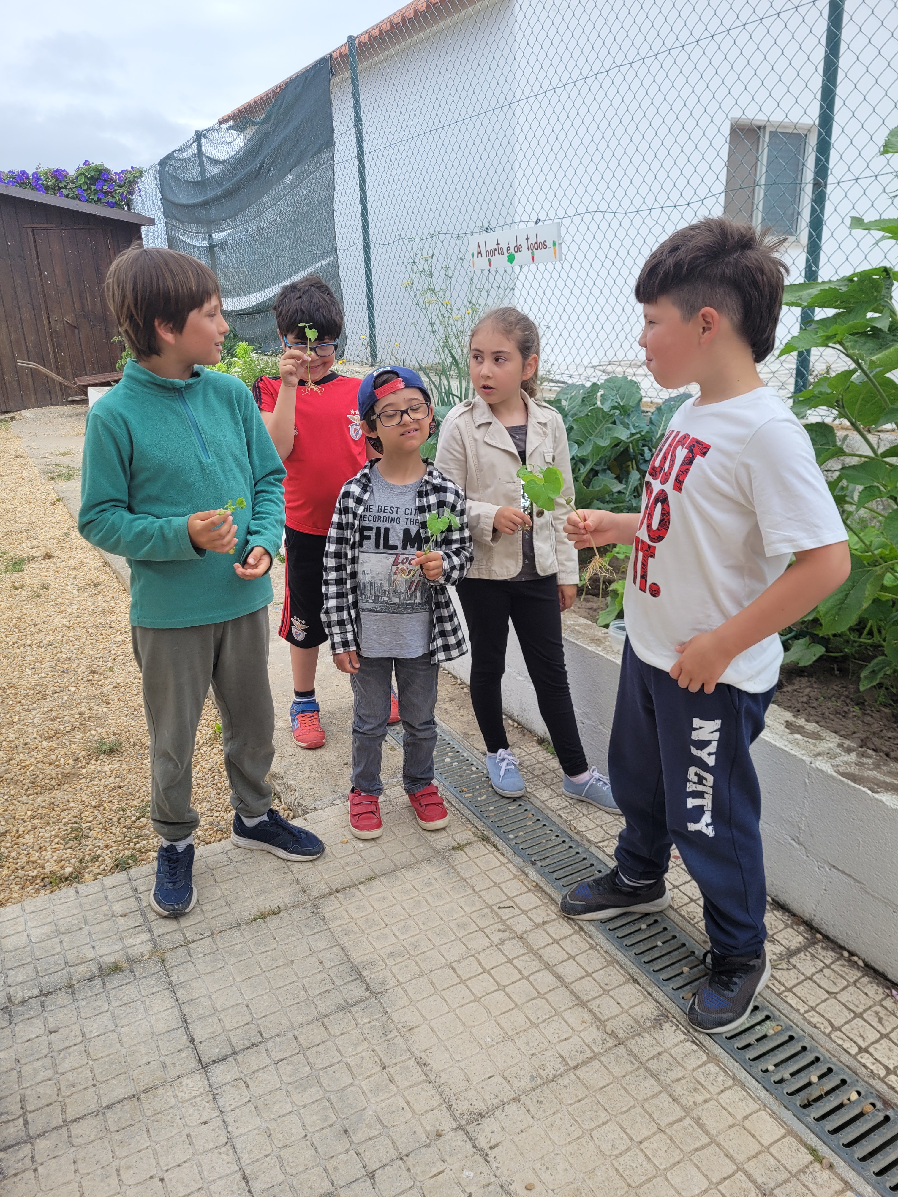 Aqui está o grupo de alunos de 3º e 2º ano com os pequeninos feijoeiros que cresceram na sala de aula após as experiencias realizadas. Cada um plantou dois feijoeiros...
